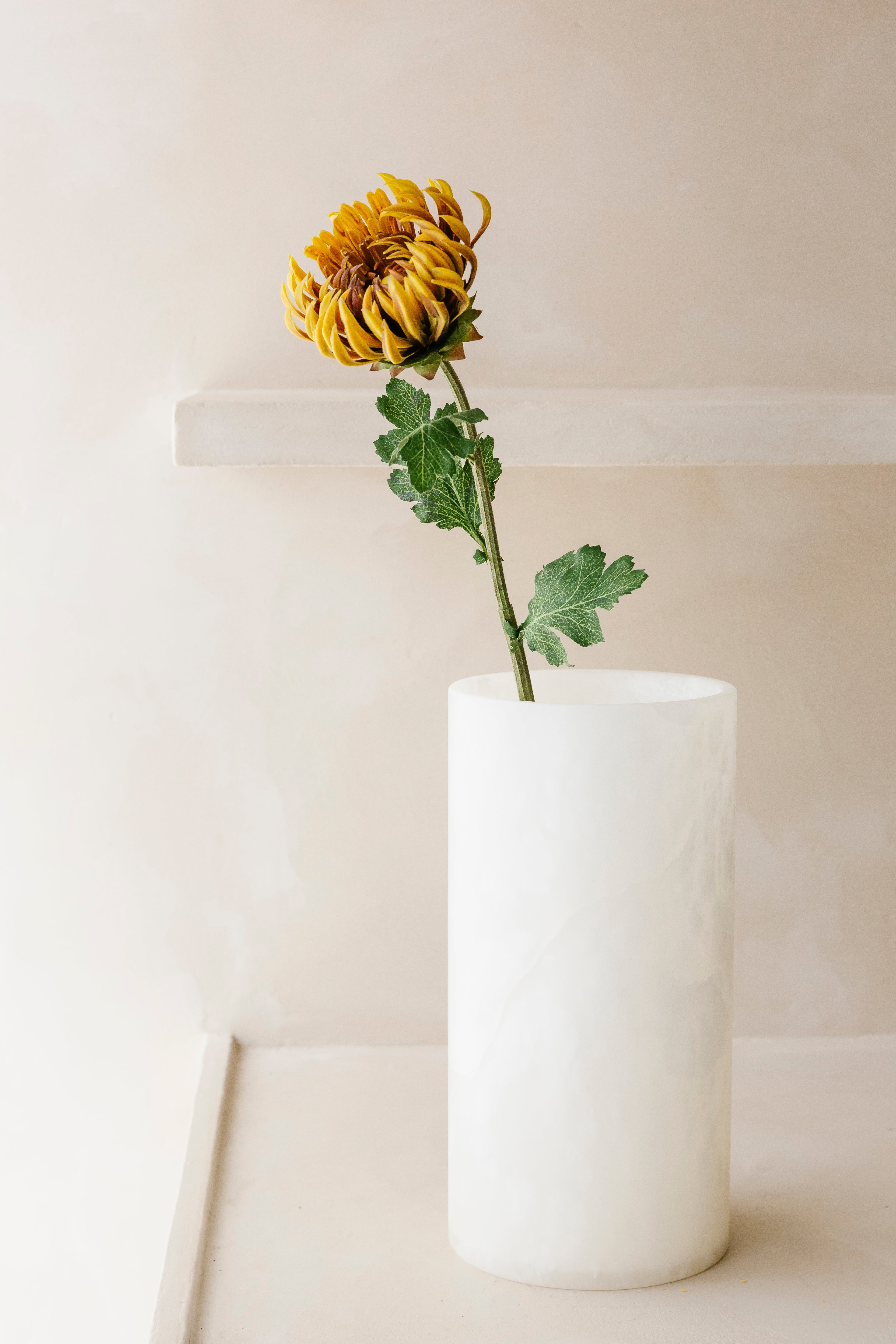 BRUINE CACTUS DAHLIA - Bloem