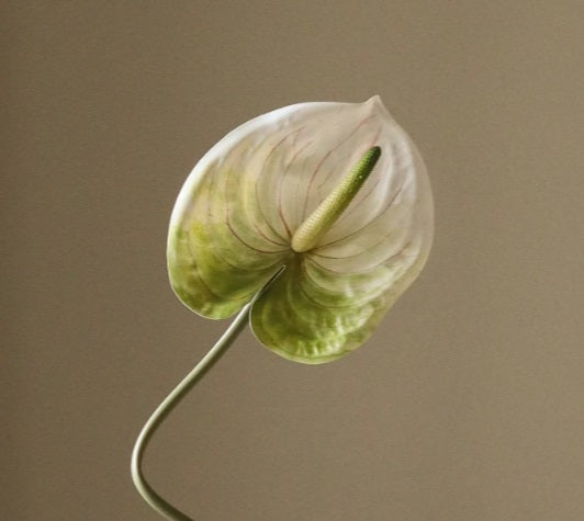 ANTHURIUM - Bloem
