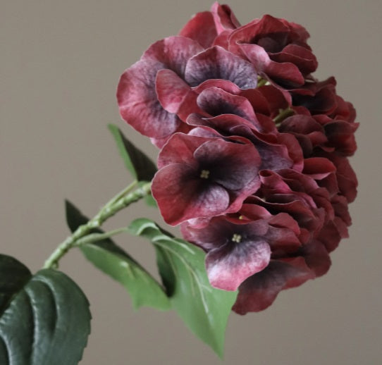 HORTENSIA - Burgundy