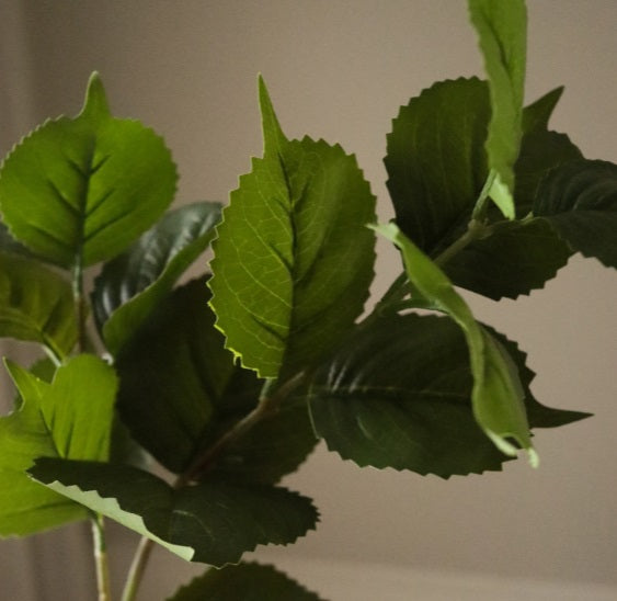 HORTENSIA BLAD - Tak