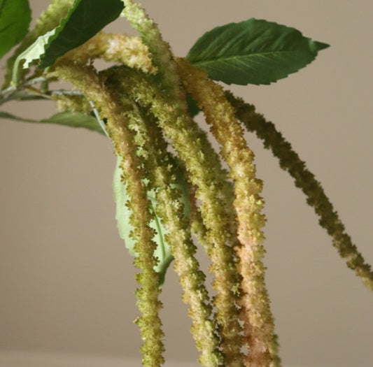 AMARANTHUS - Tak