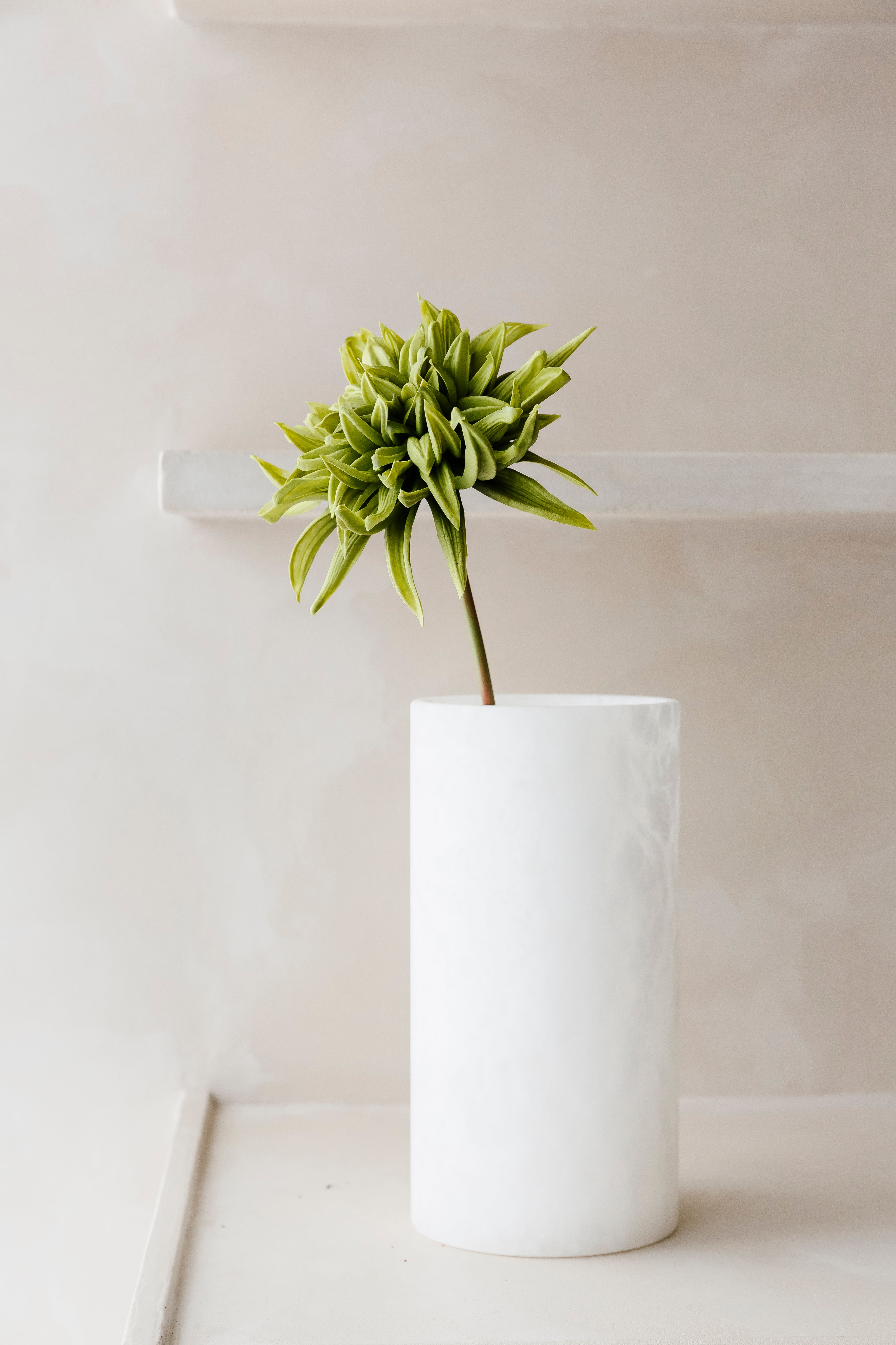 GROENE CACTUS DAHLIA - Bloem