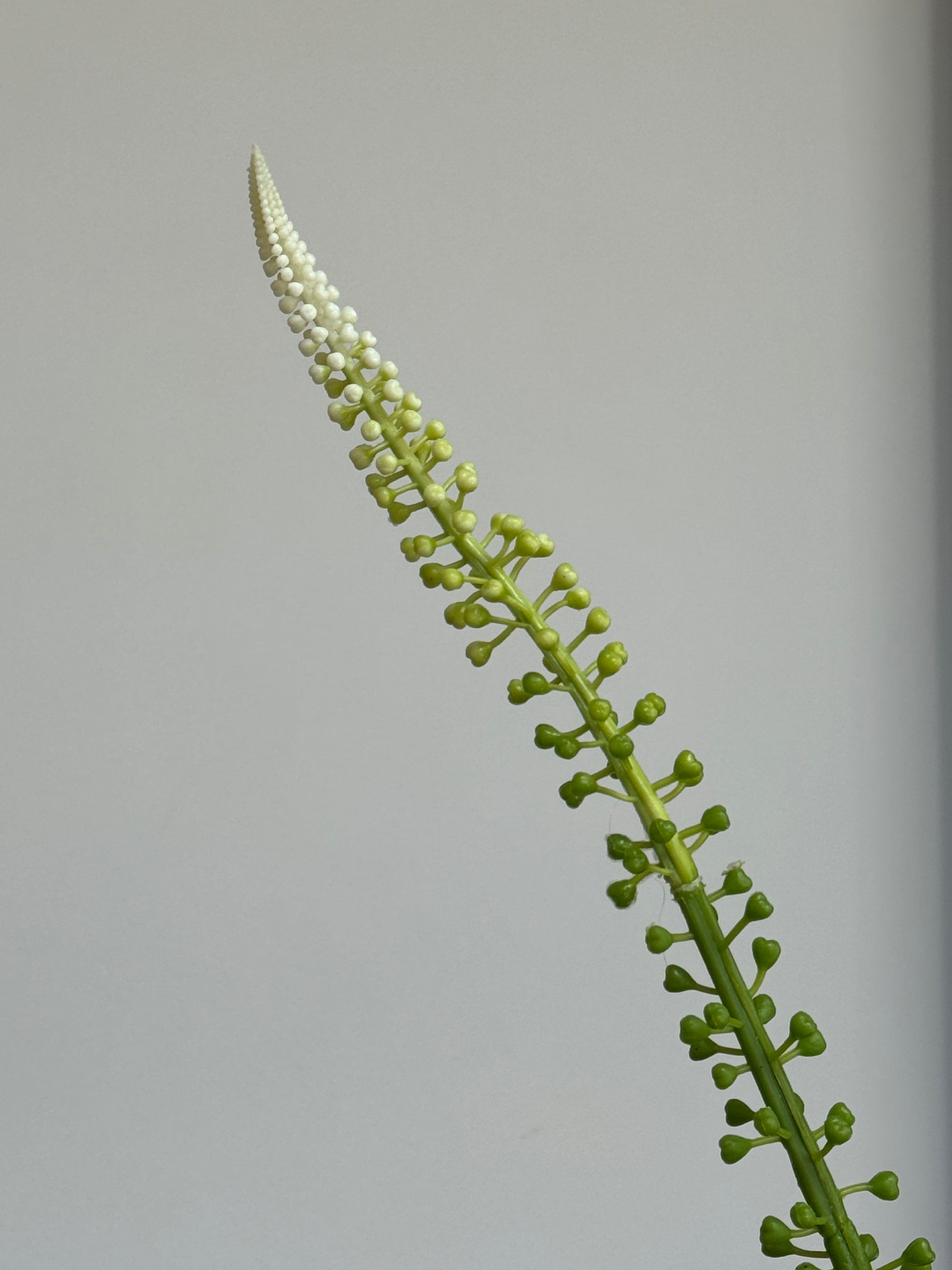 WITTE ACTAEA RACEMOSA "Fairy Candle" - Tak