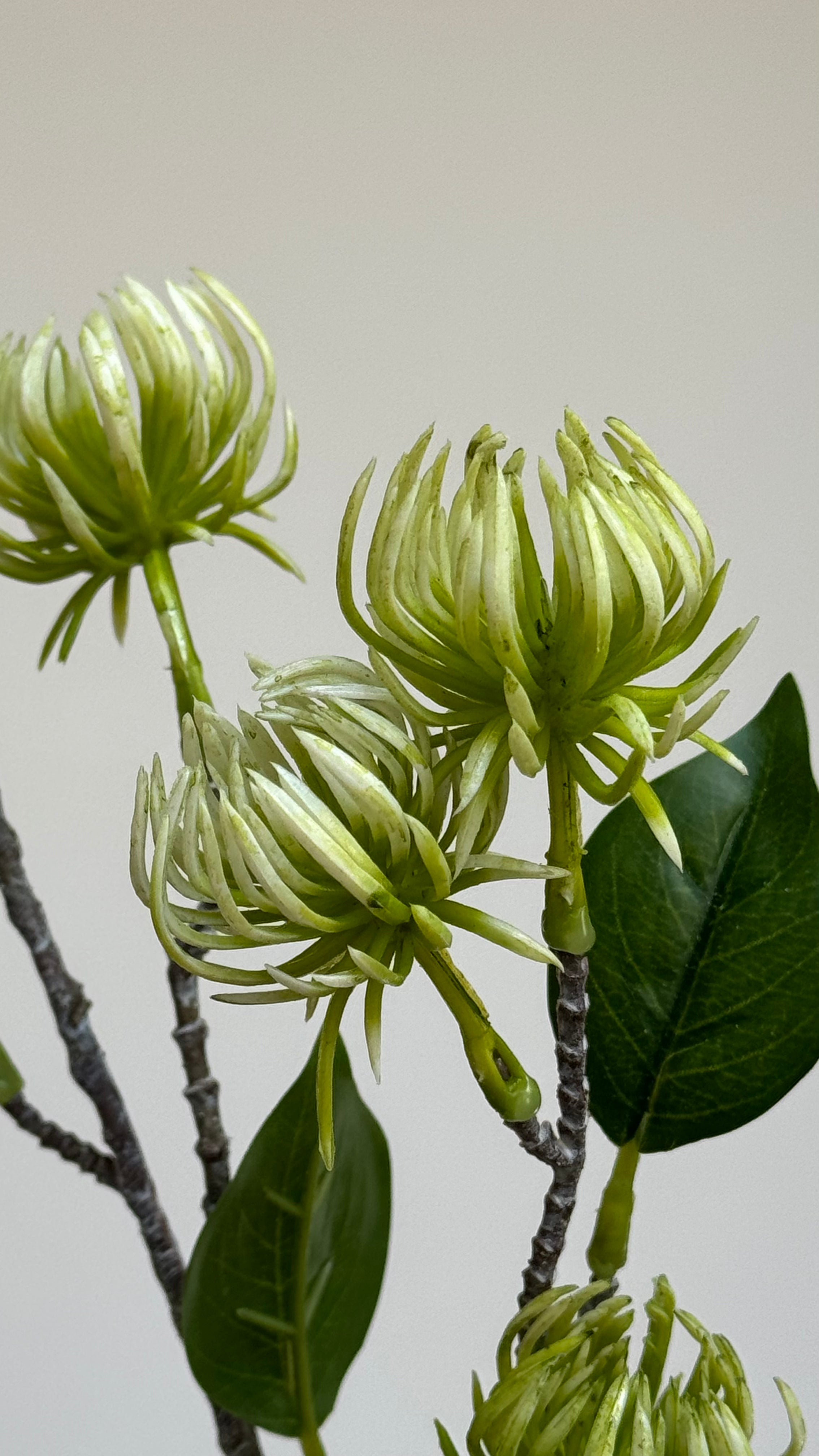 GROENE HAMAMELIS - Tak