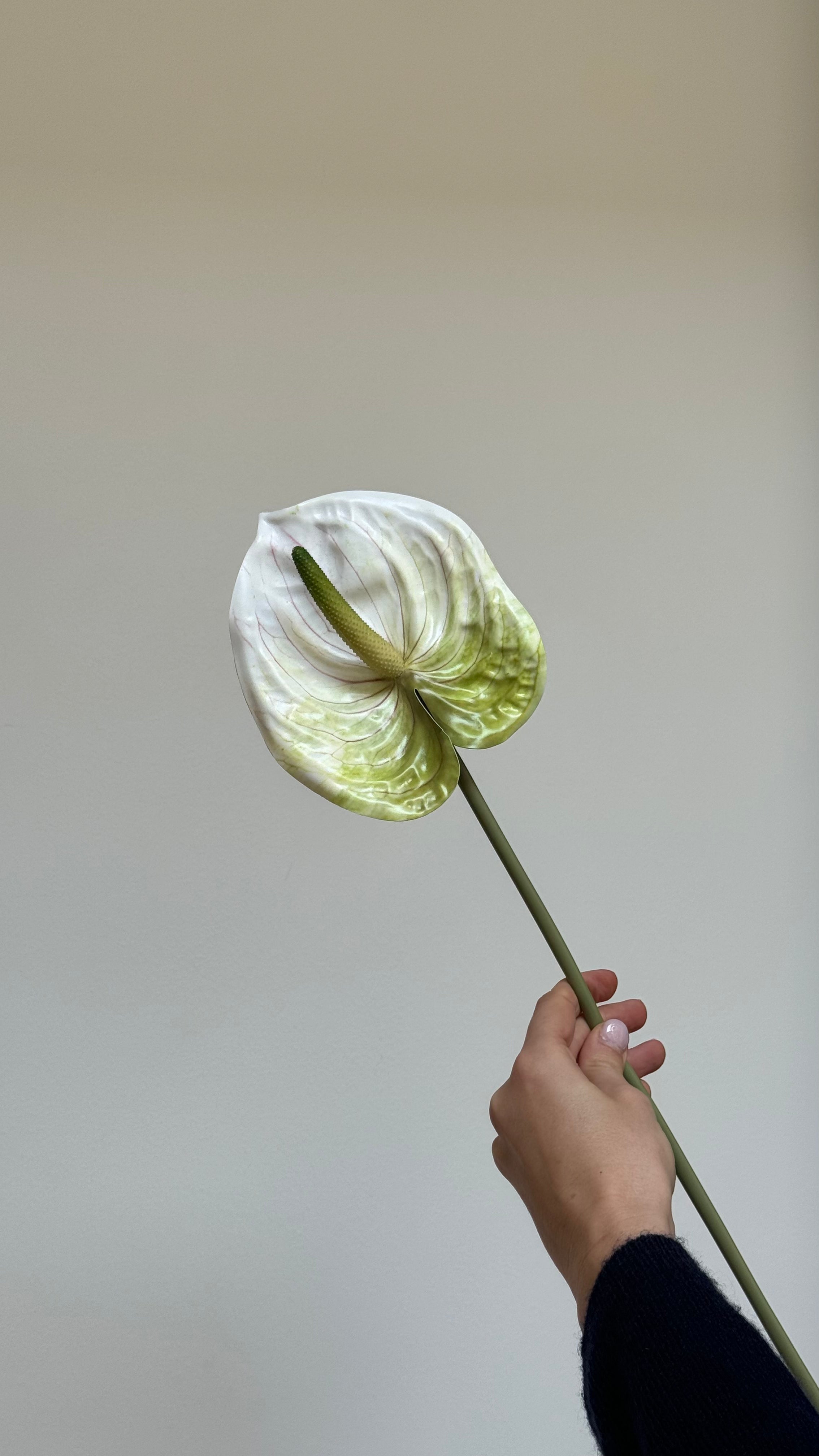 ANTHURIUM - Bloem