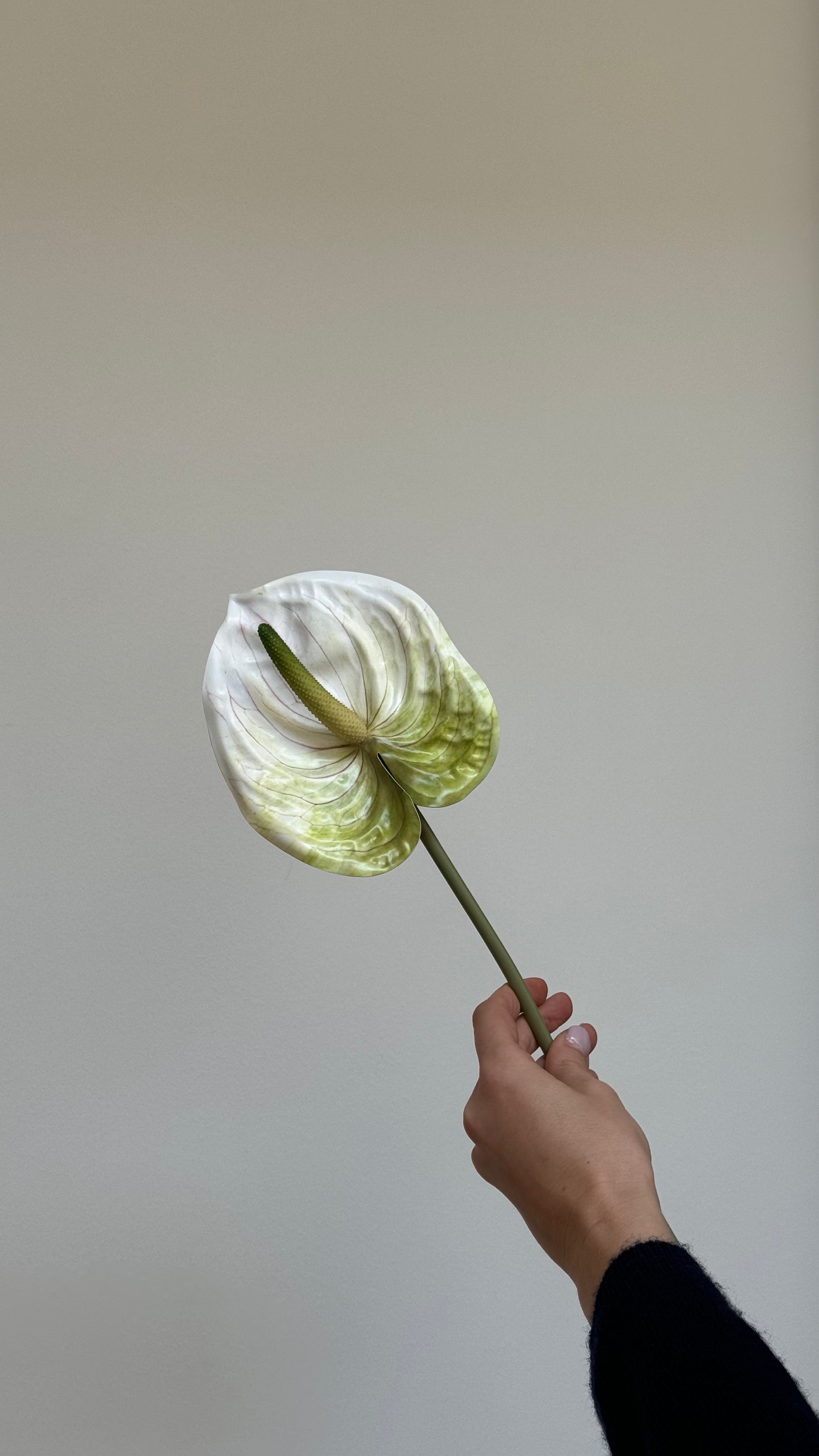 ANTHURIUM - Bloem