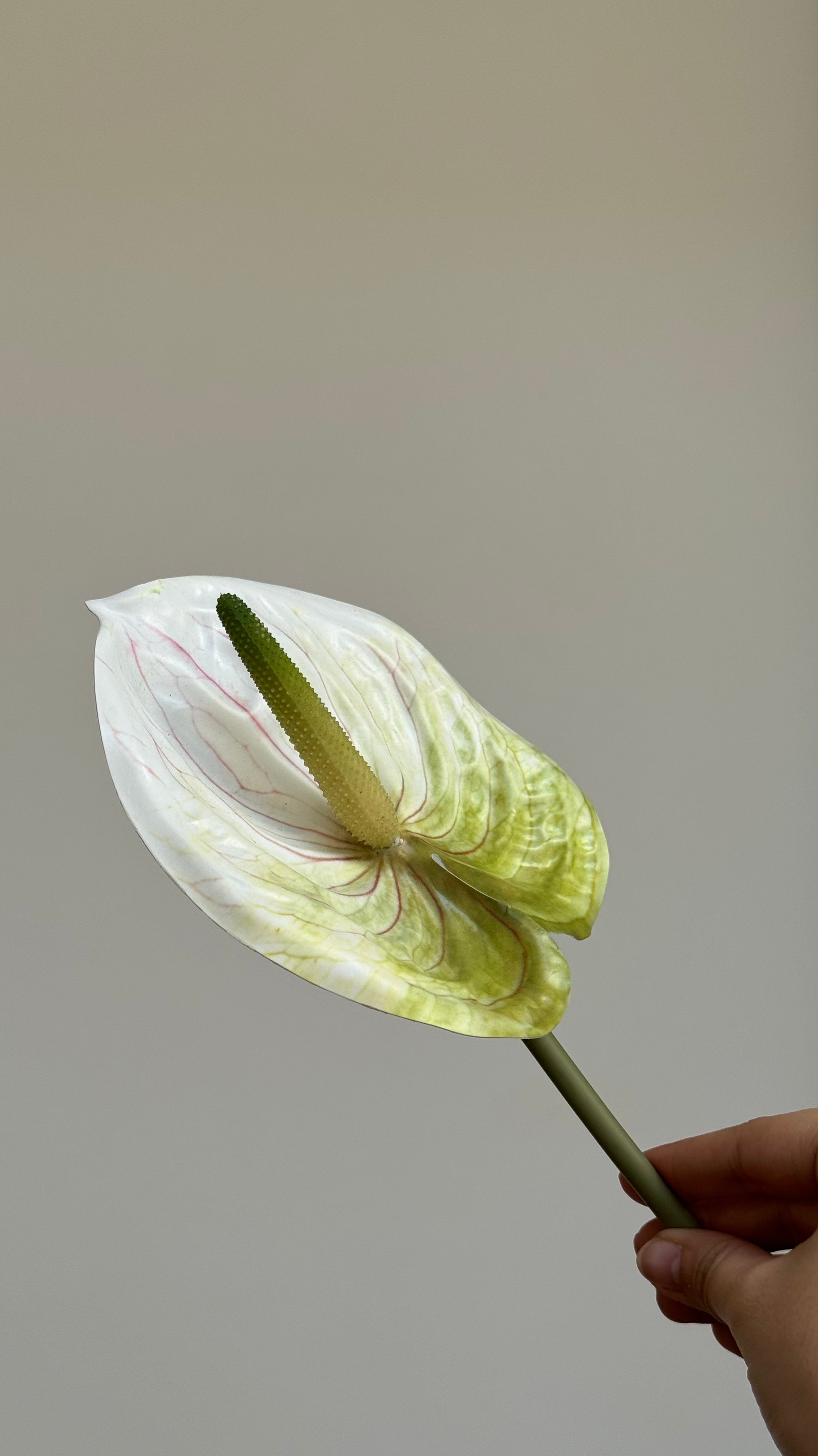 ANTHURIUM - Bloem