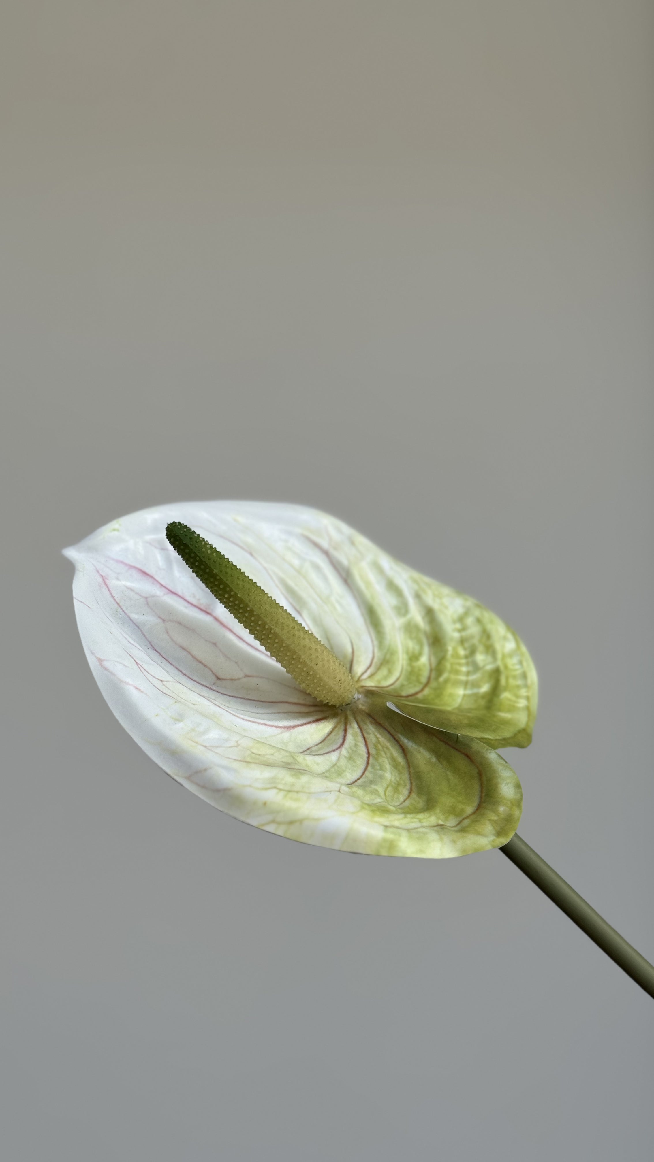 ANTHURIUM - Bloem