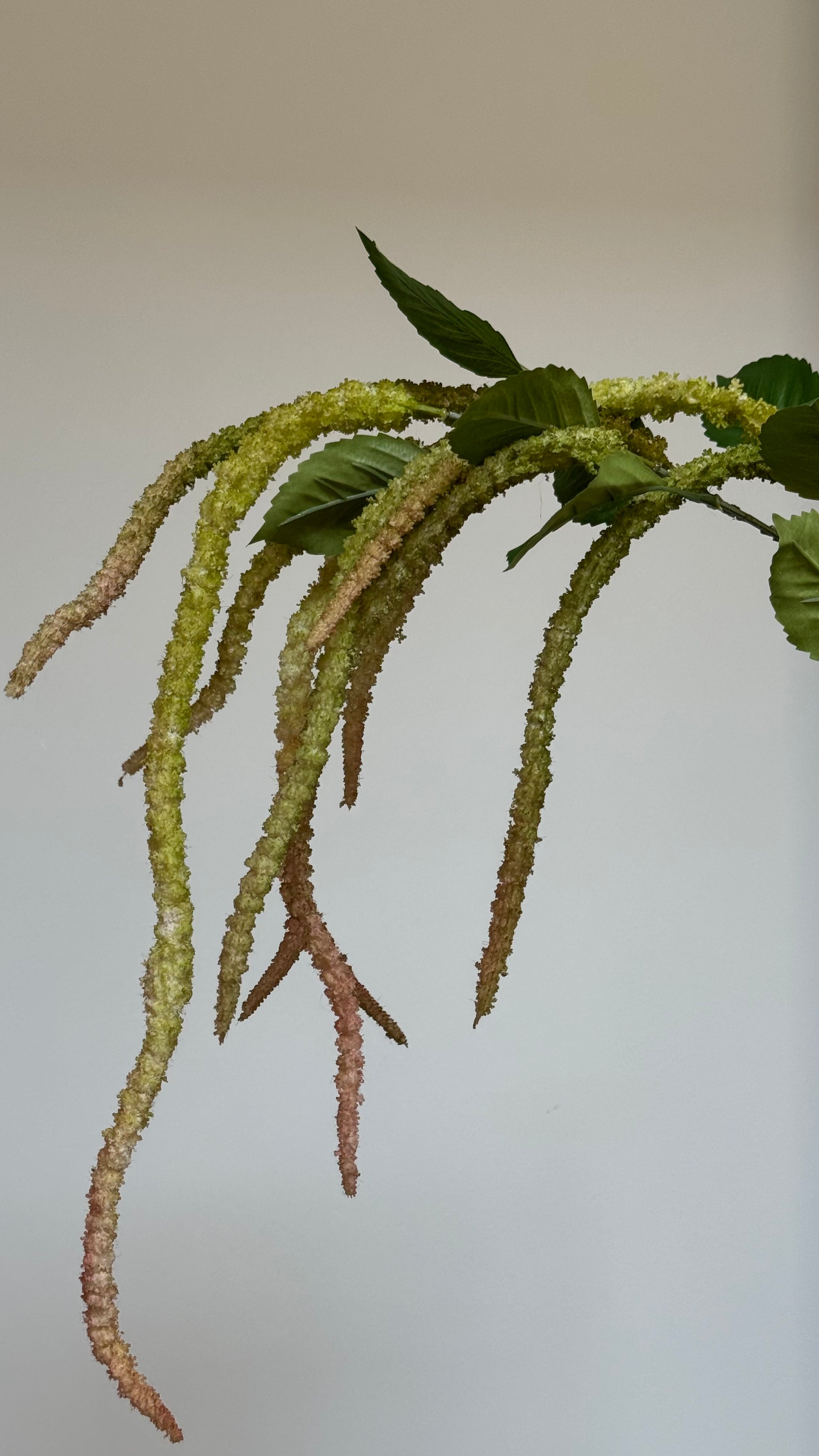 Groene Amaranthus - Tak
