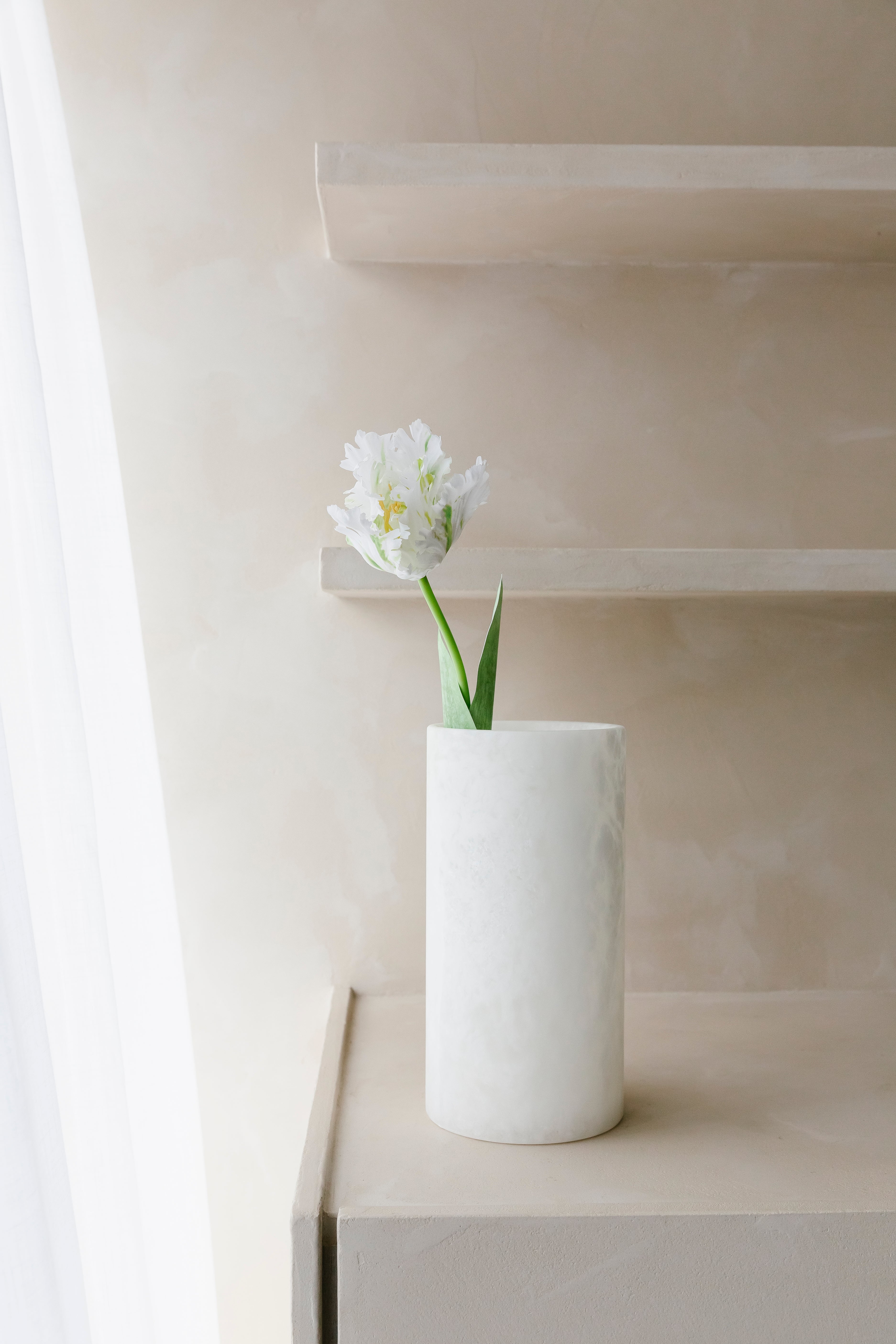 WITTE PAPEGAAITULP - Bloem