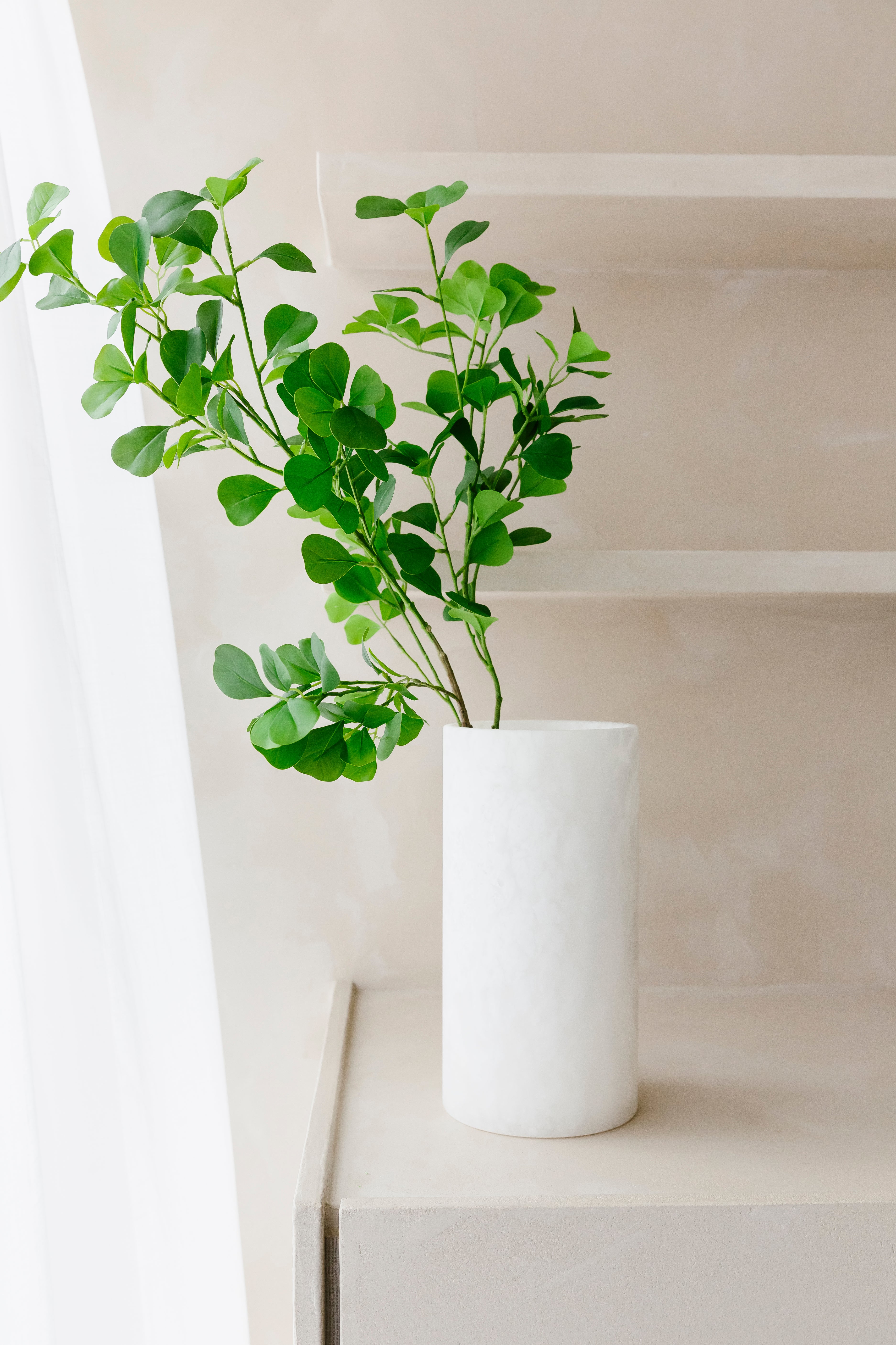SCHEFFLERA TAK GROEN