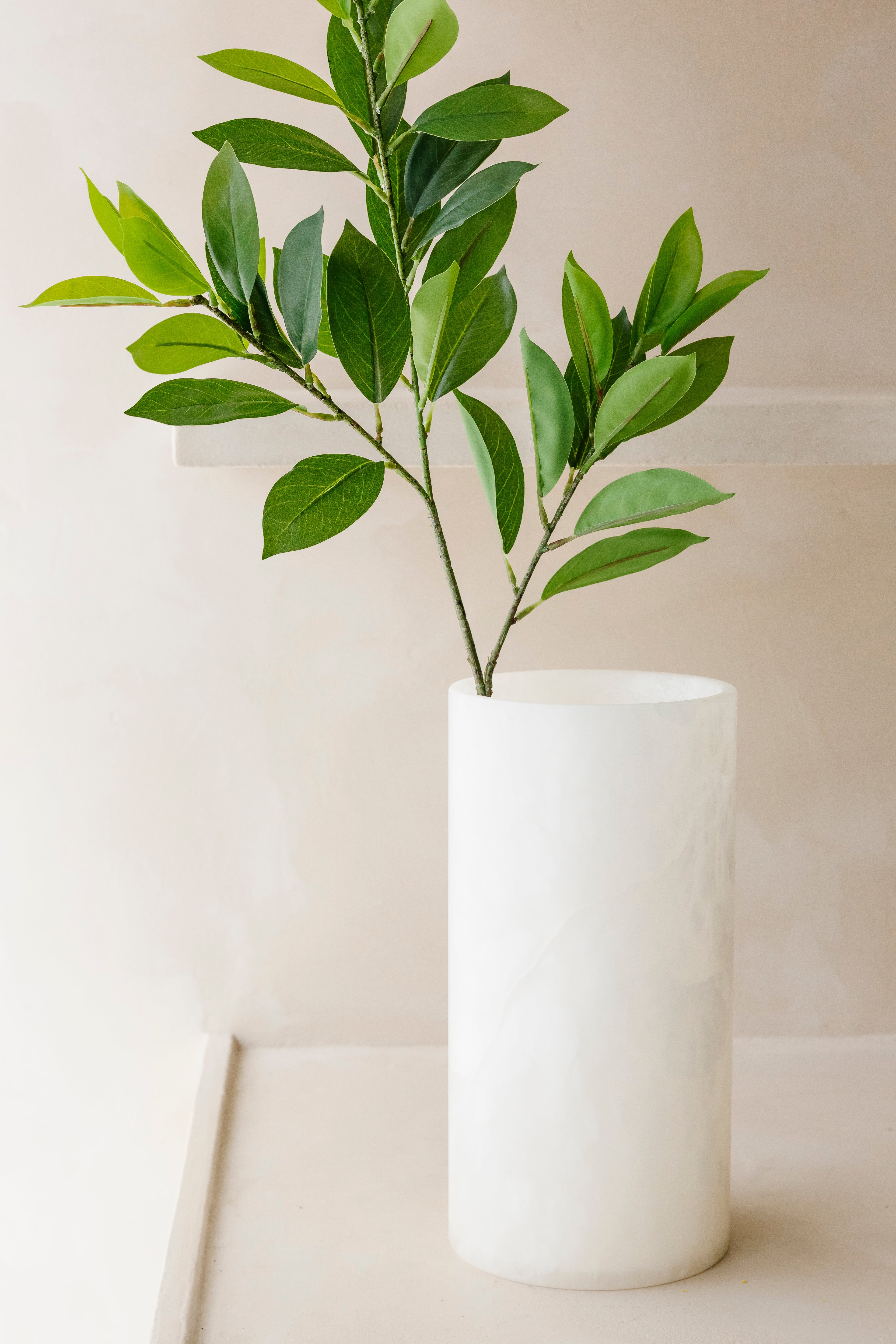 RUSCUS BLAD - Tak
