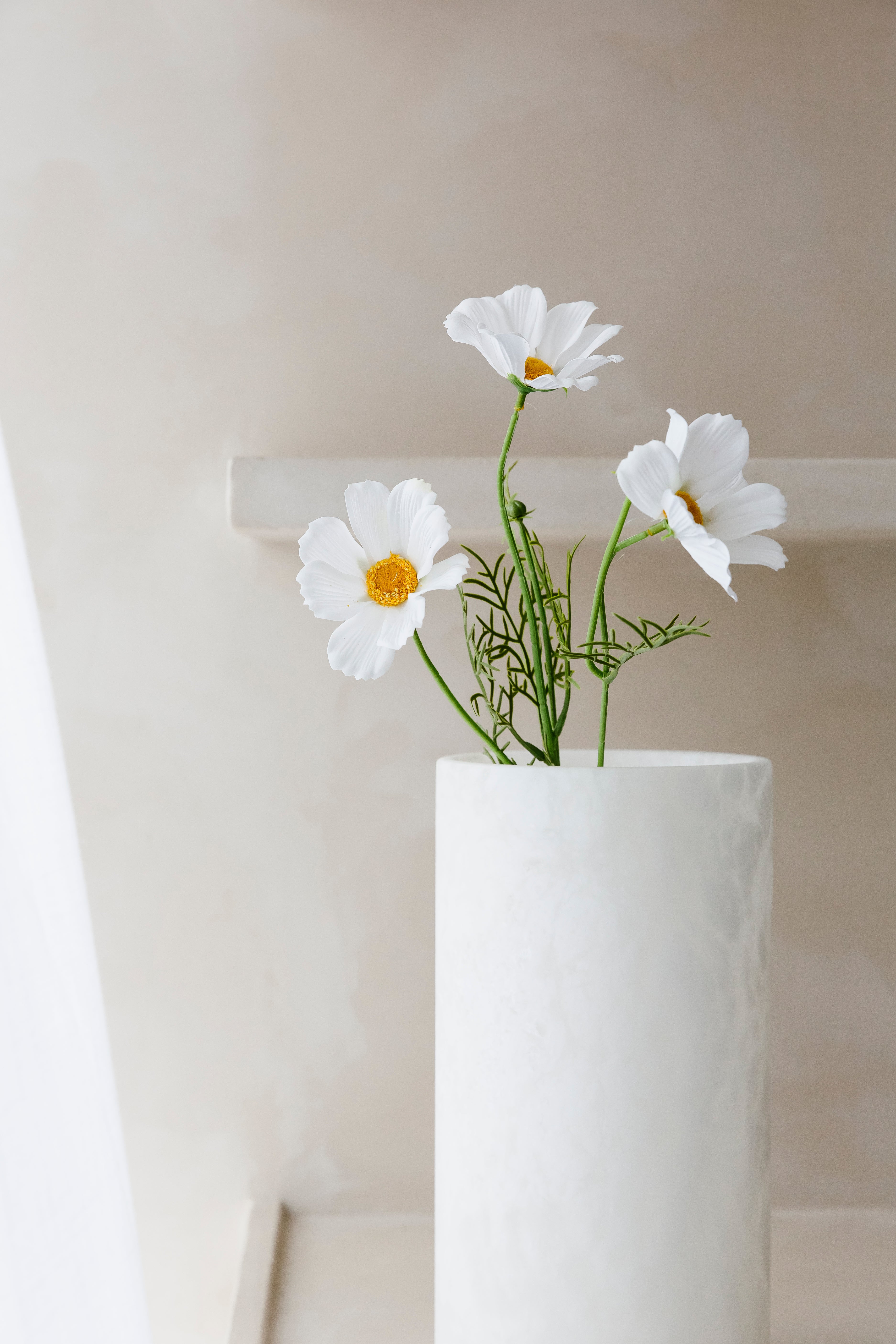 Cosmo Daisy - Bloem