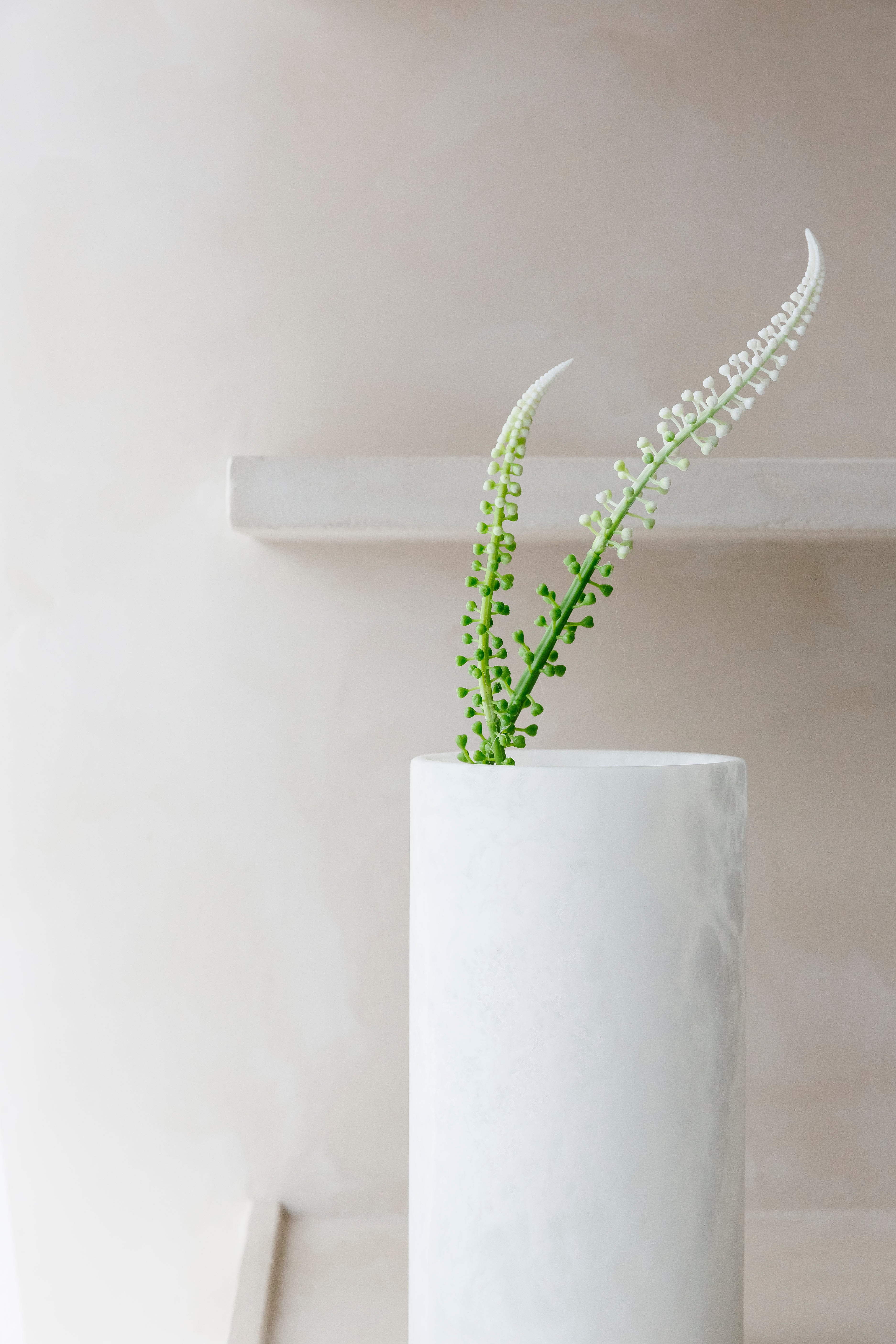 WITTE ACTAEA RACEMOSA "Fairy Candle" - Tak