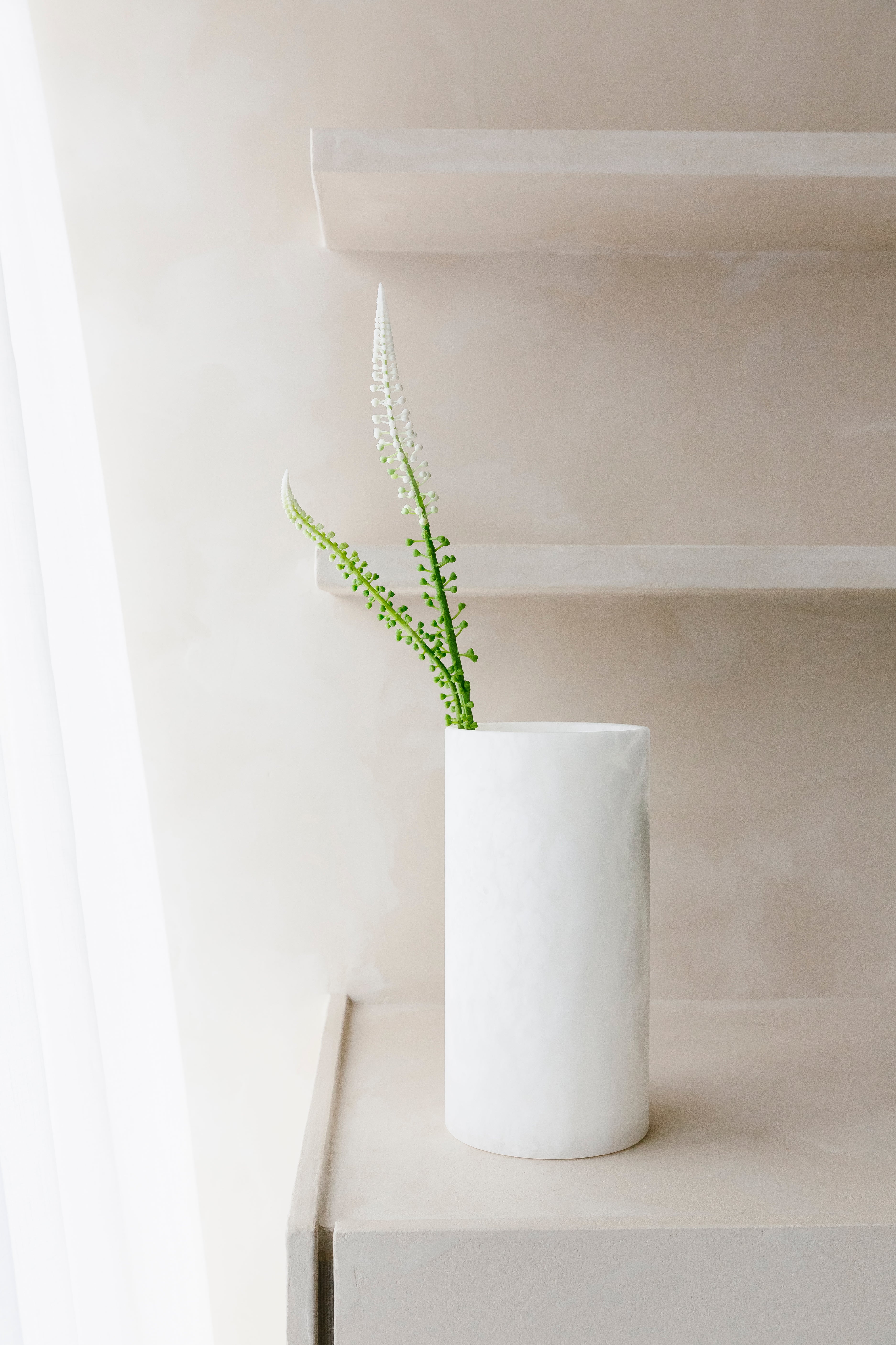 WITTE ACTAEA RACEMOSA "Fairy Candle" - Tak