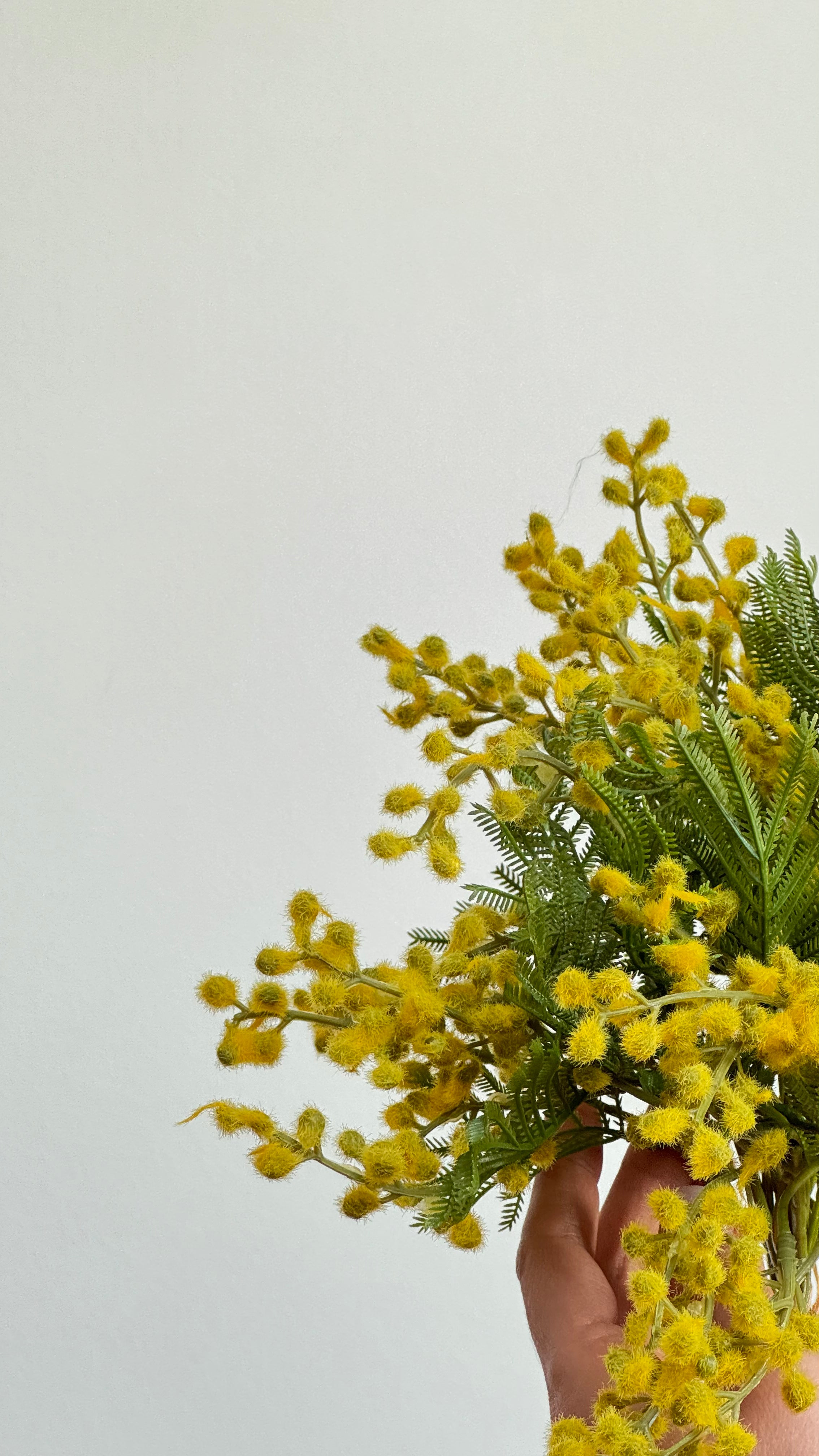 Close-up van de zachte gele mimosa bloemetjes met luchtig groen blad van Botane