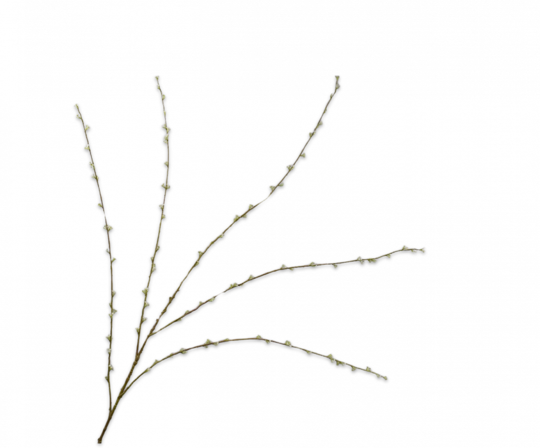 Spirea kunsttak van Botane – 166 cm lang, met fijne bloemetjes en vertakkingen