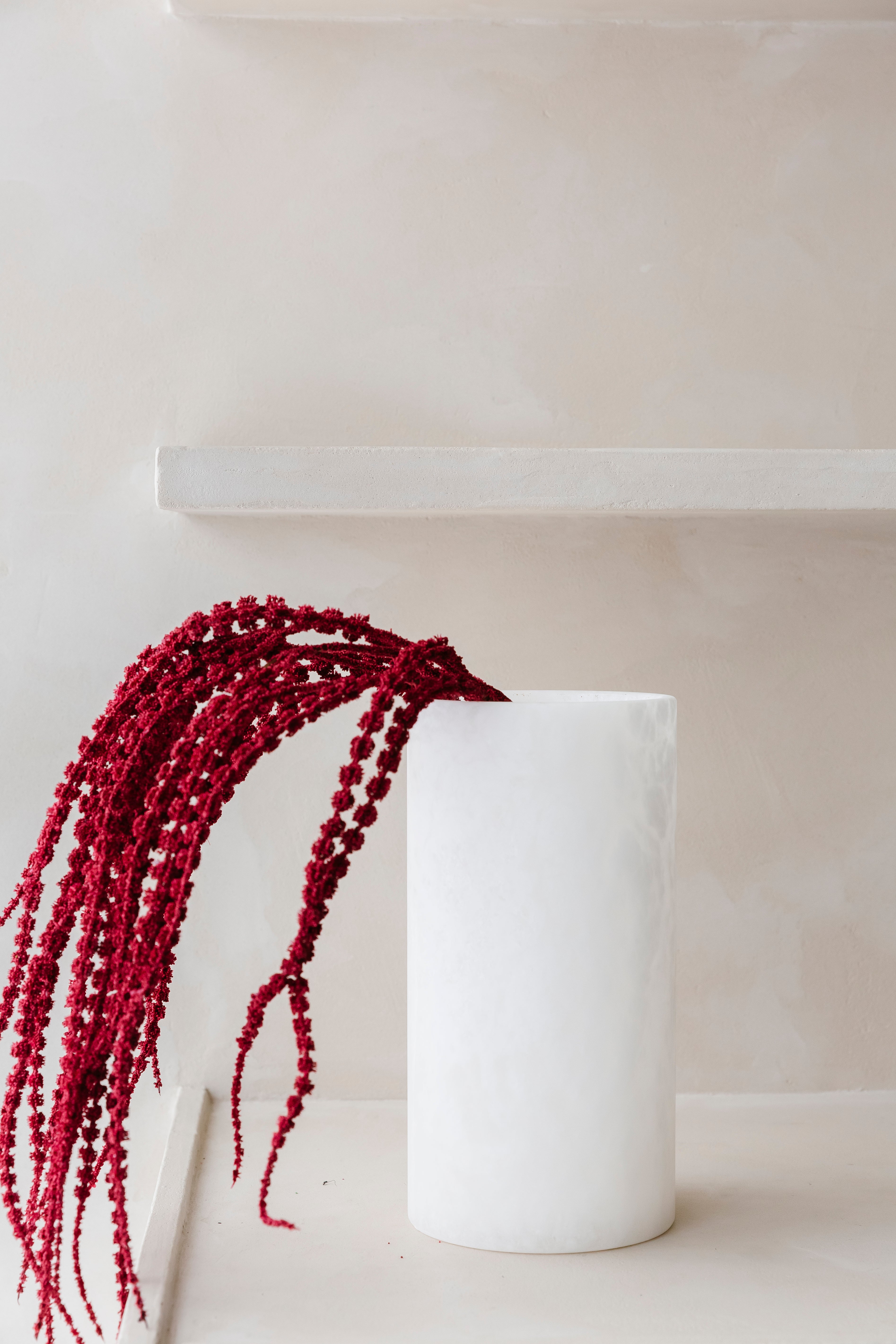 AMARANTHUS "Redlocks" - Tak