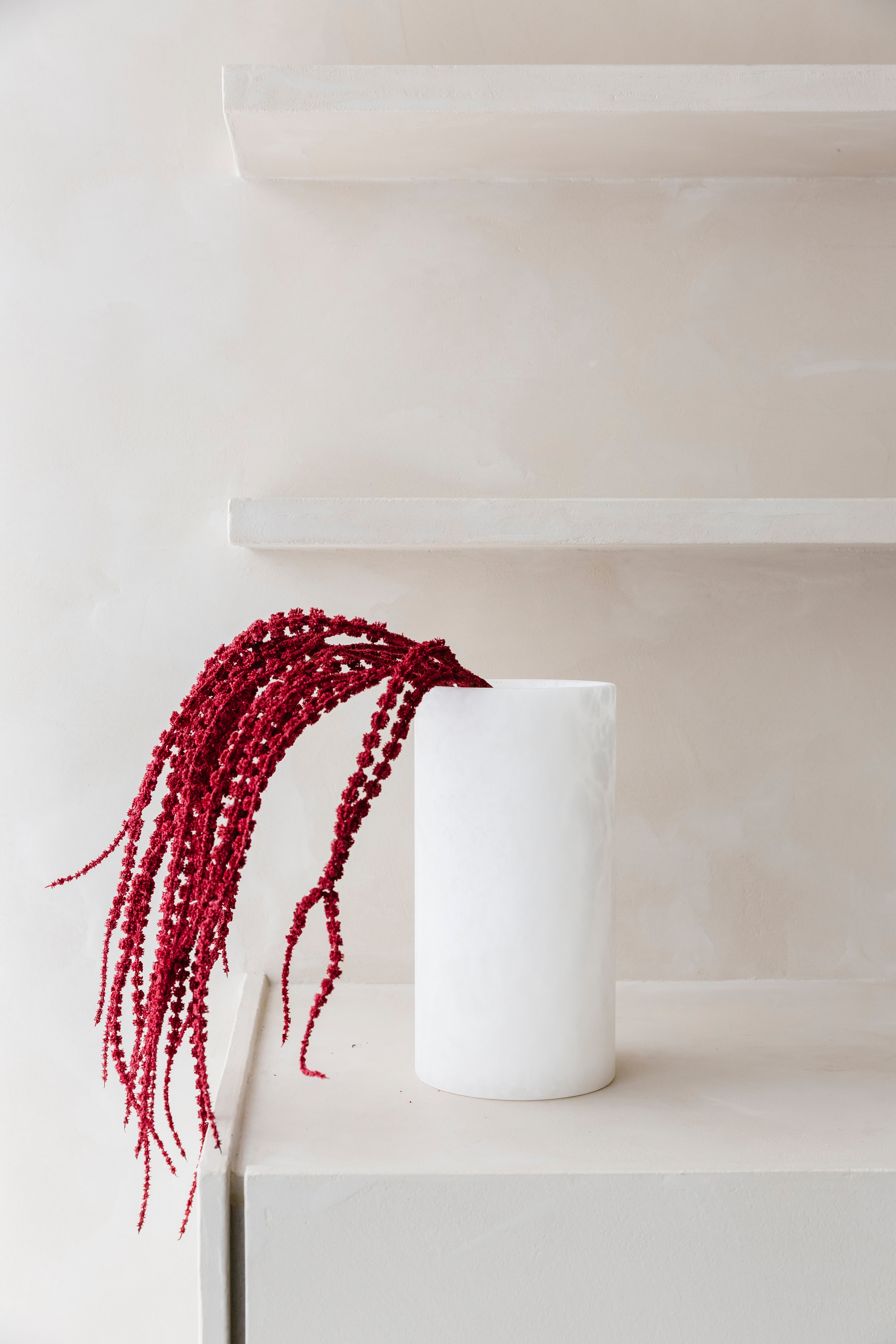 AMARANTHUS "Redlocks" - Tak