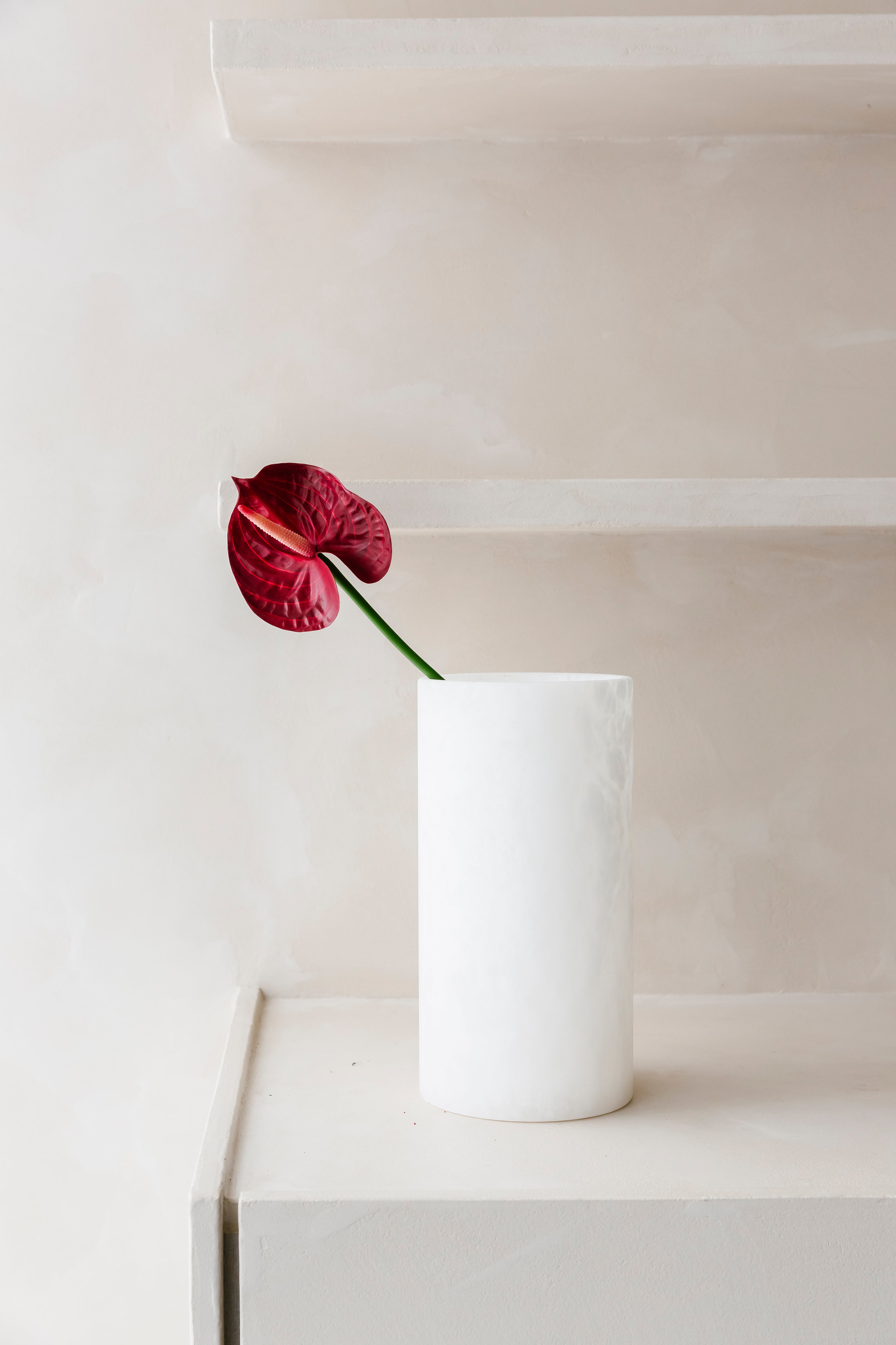 ANTHURIUM ROOD - Bloem