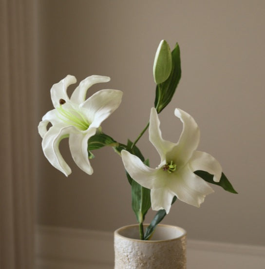 WITTE LELLIE - Bloem