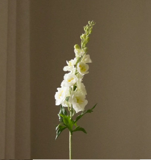 Witte delphinium  - Bloem