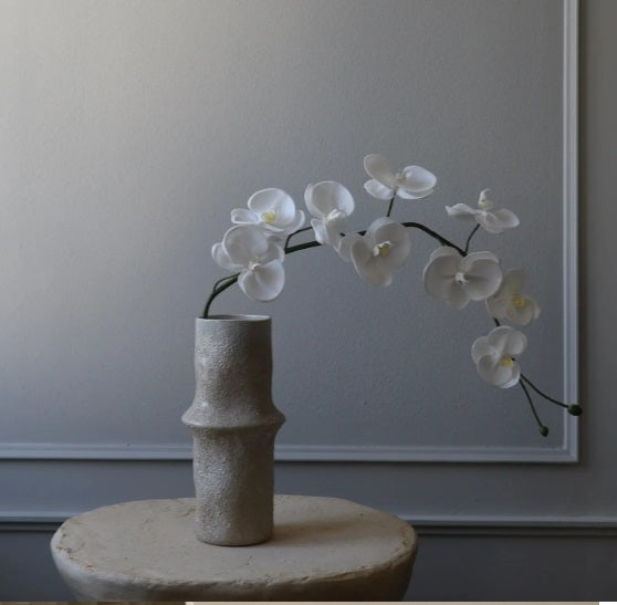 Witte Orchidee  - Bloem