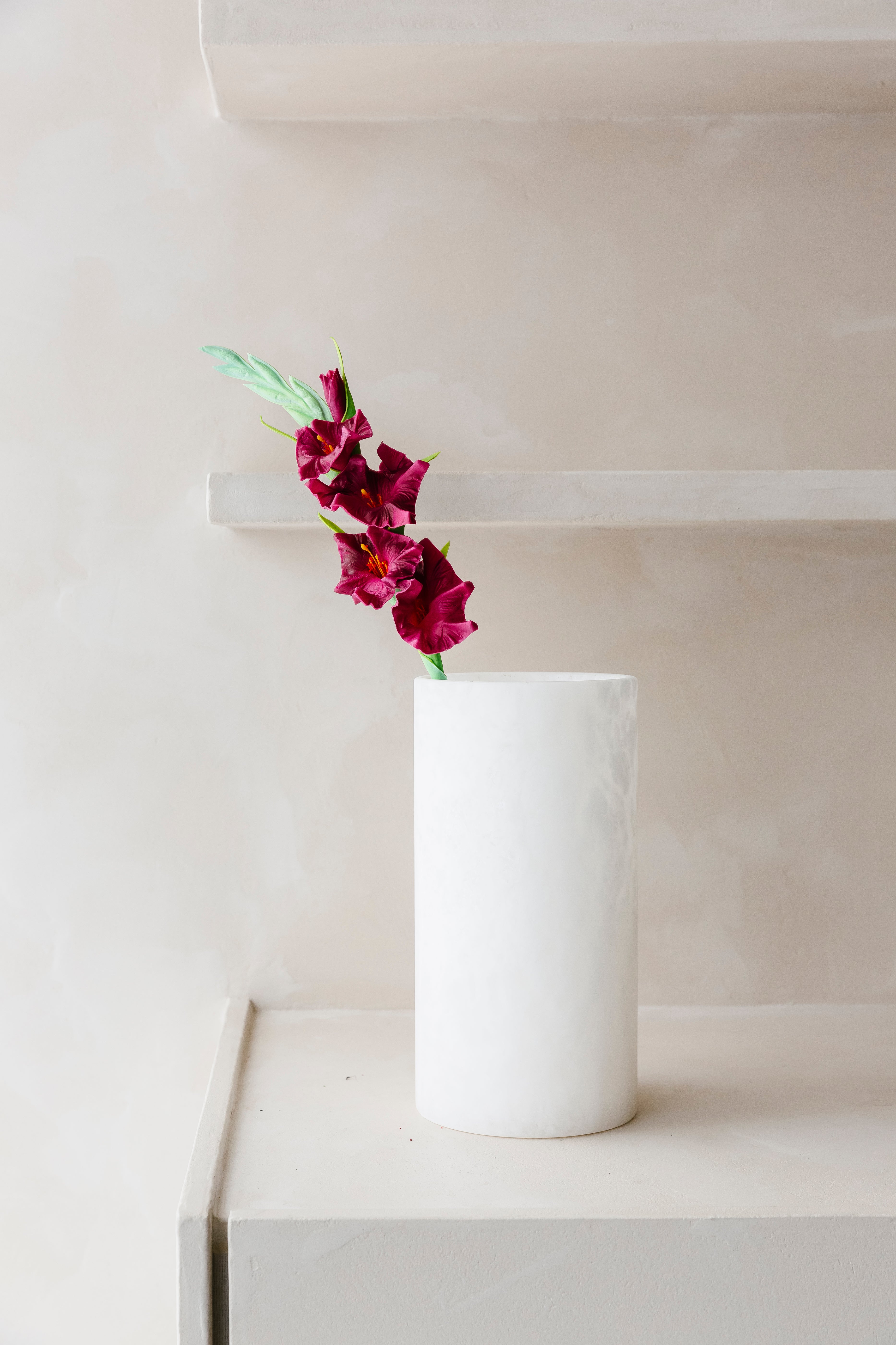 RODE GALDIOLUS  - Bloem