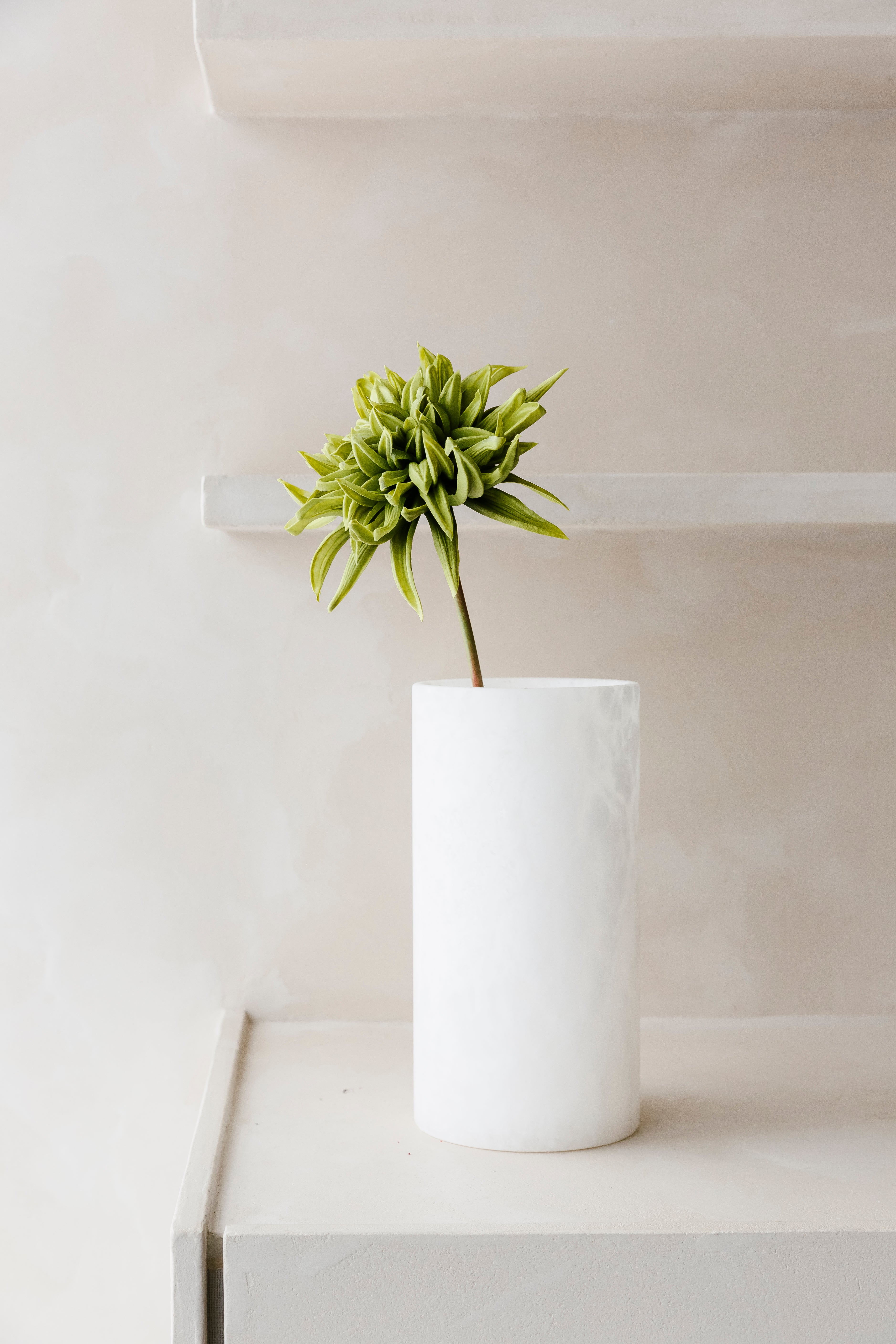 GROENE CACTUS DAHLIA - Bloem