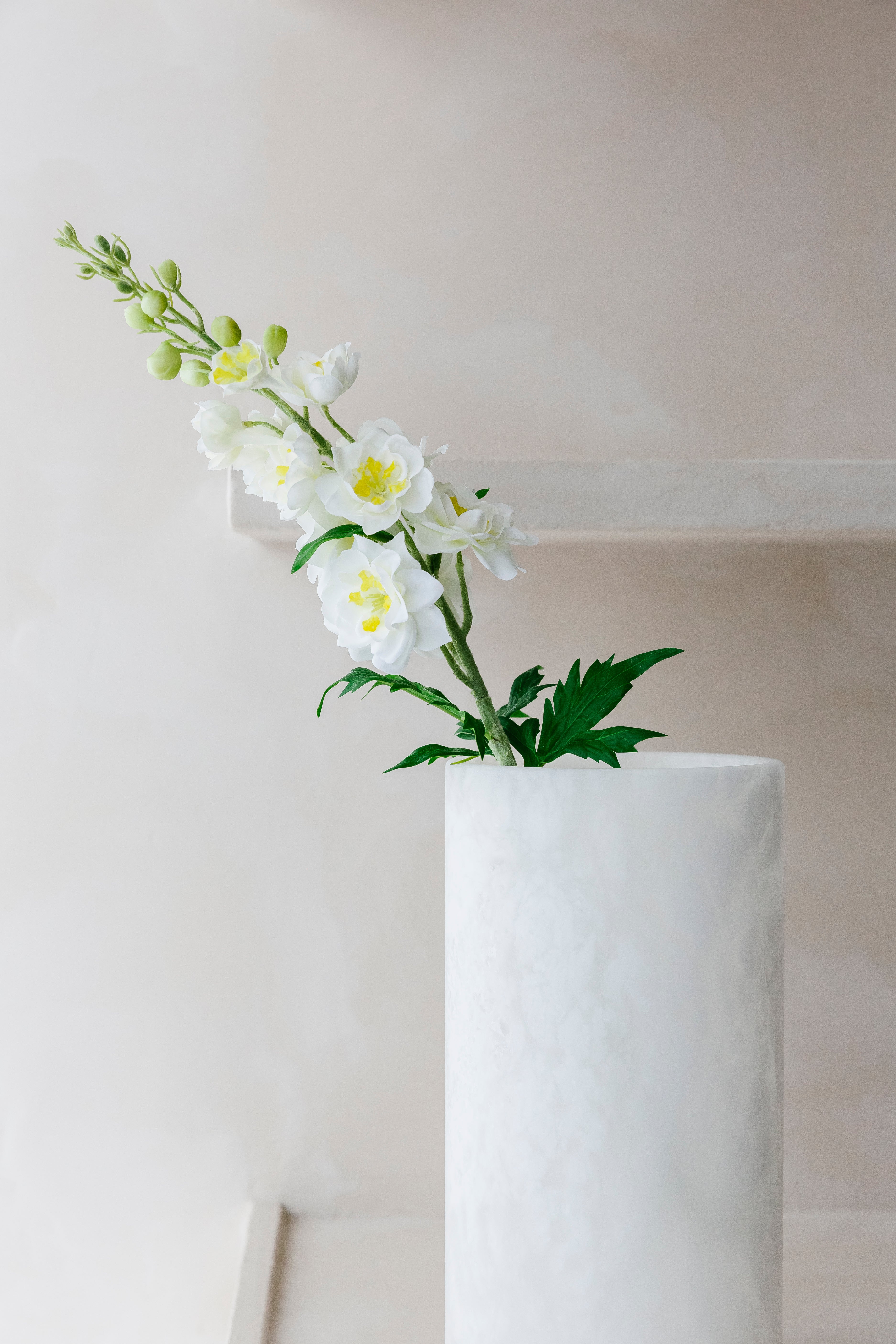 Witte delphinium  - Bloem