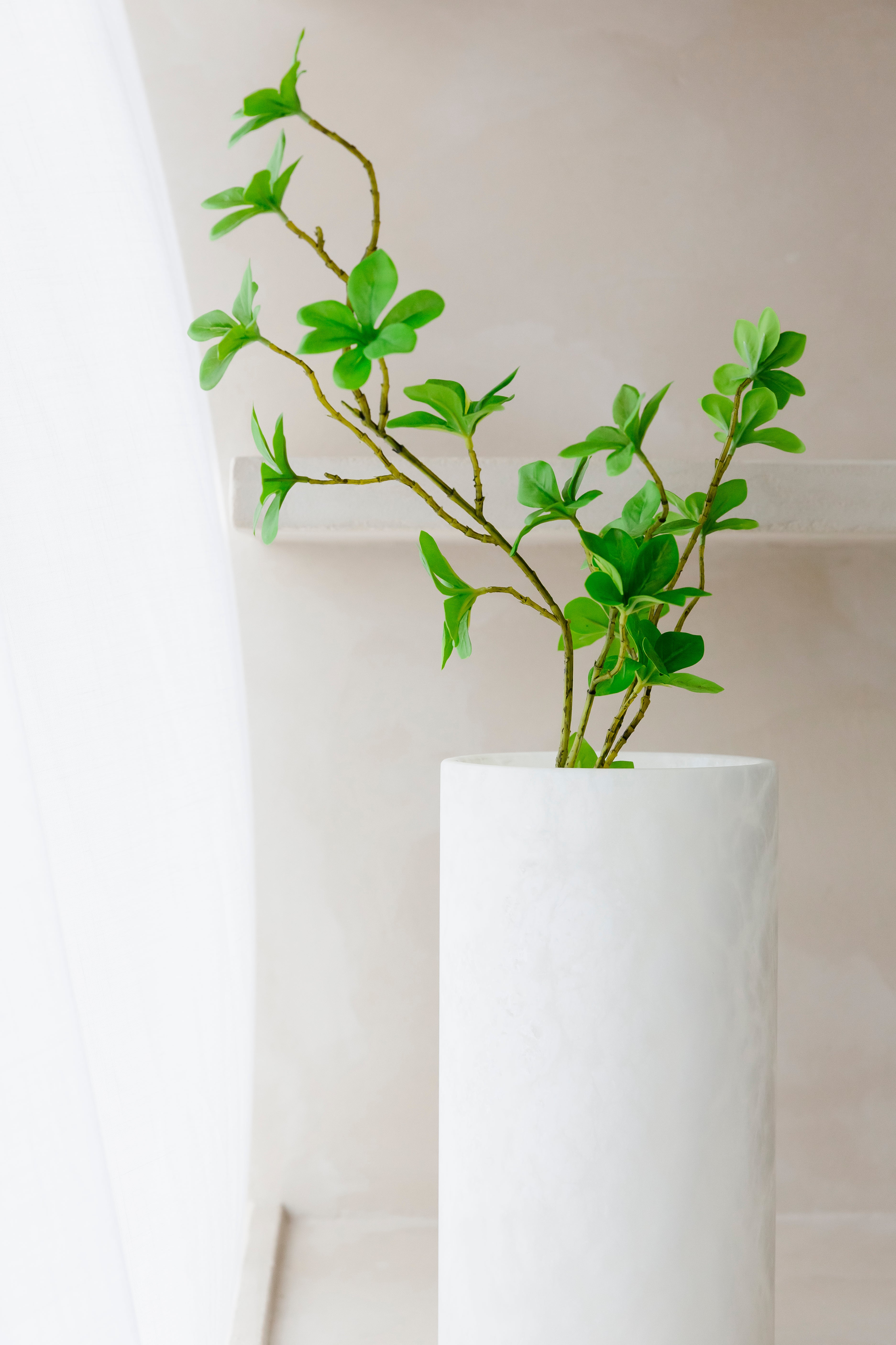 ENKIANTHUS PERULATUS - Tak