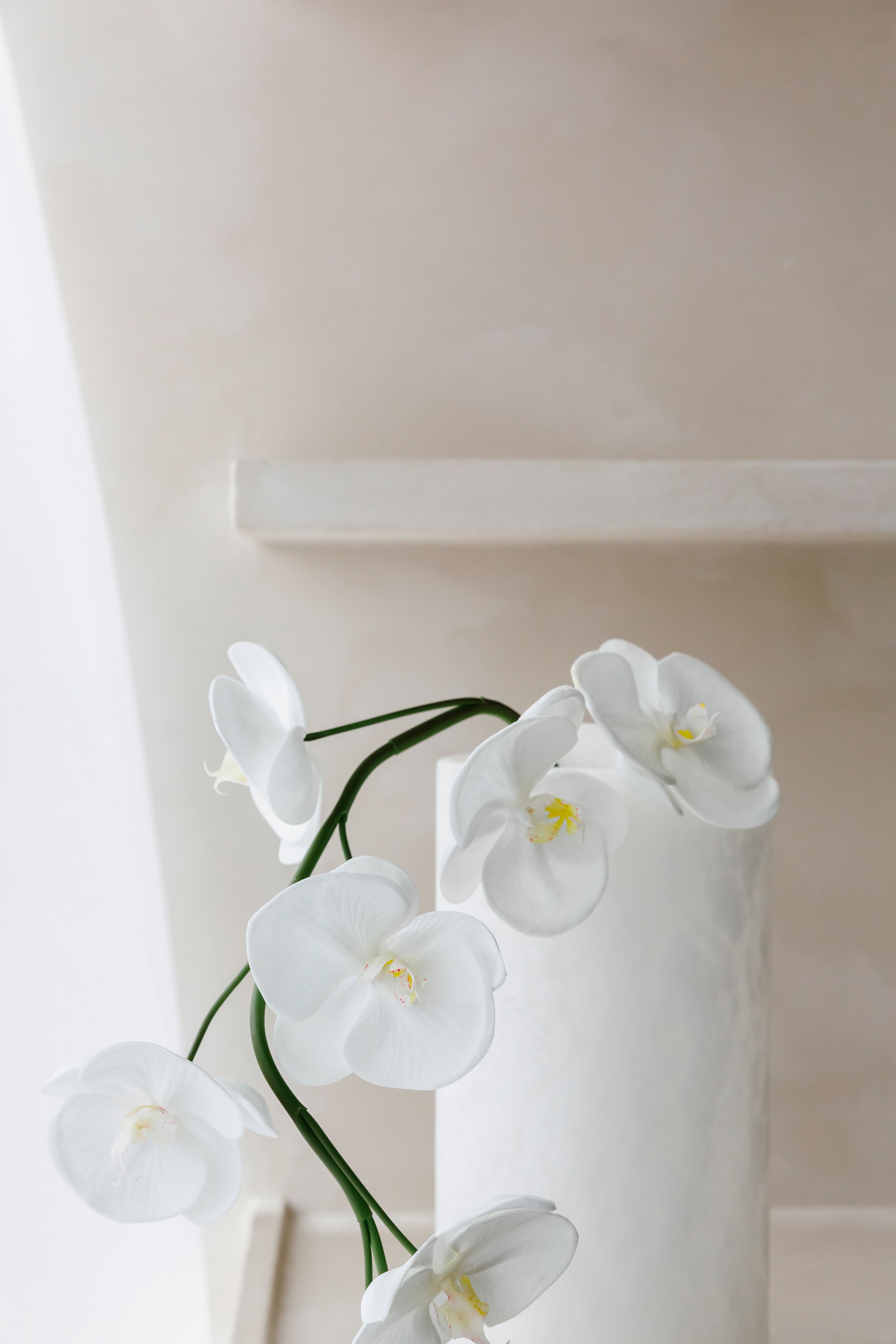 Witte Orchidee  - Bloem