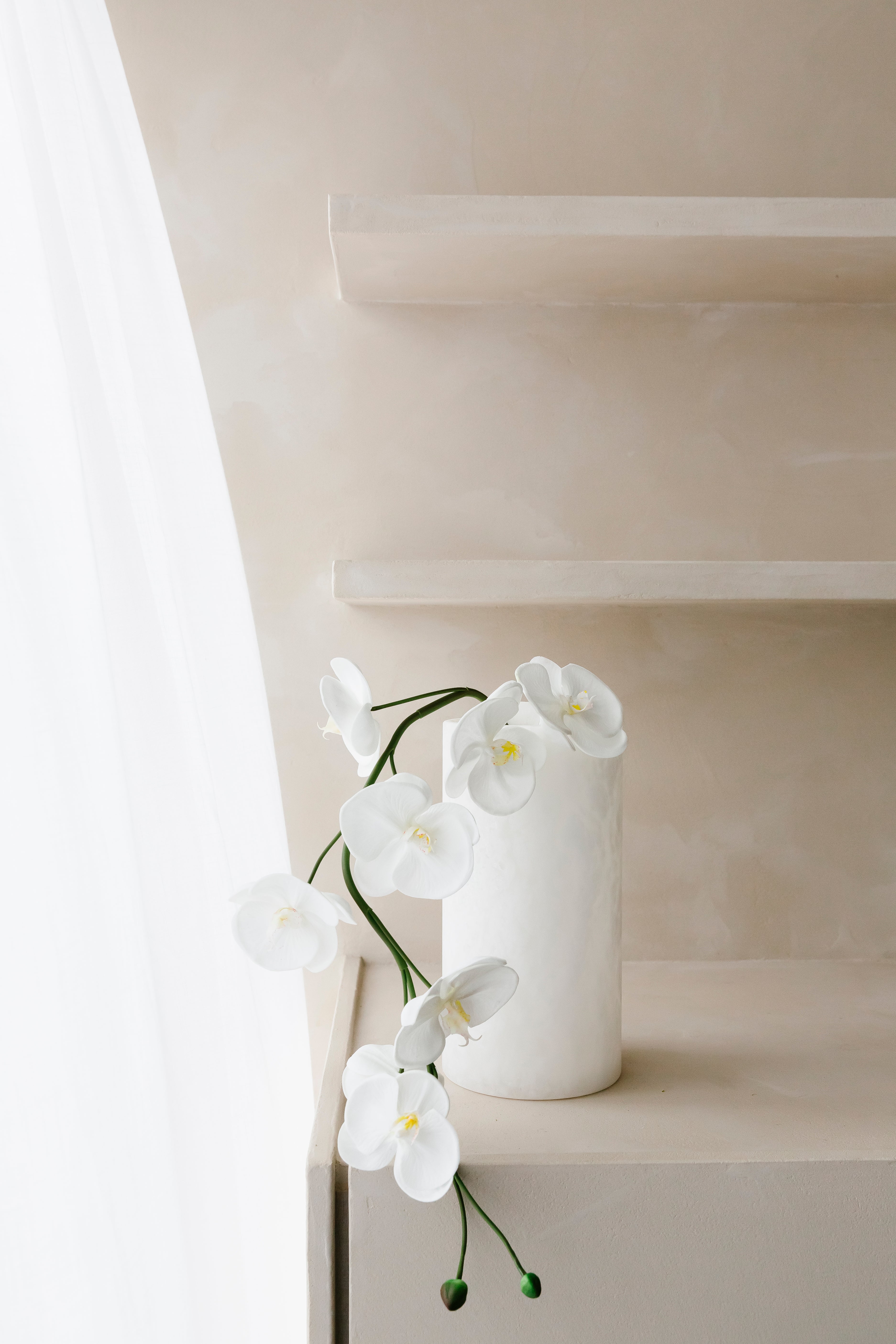Witte Orchidee  - Bloem