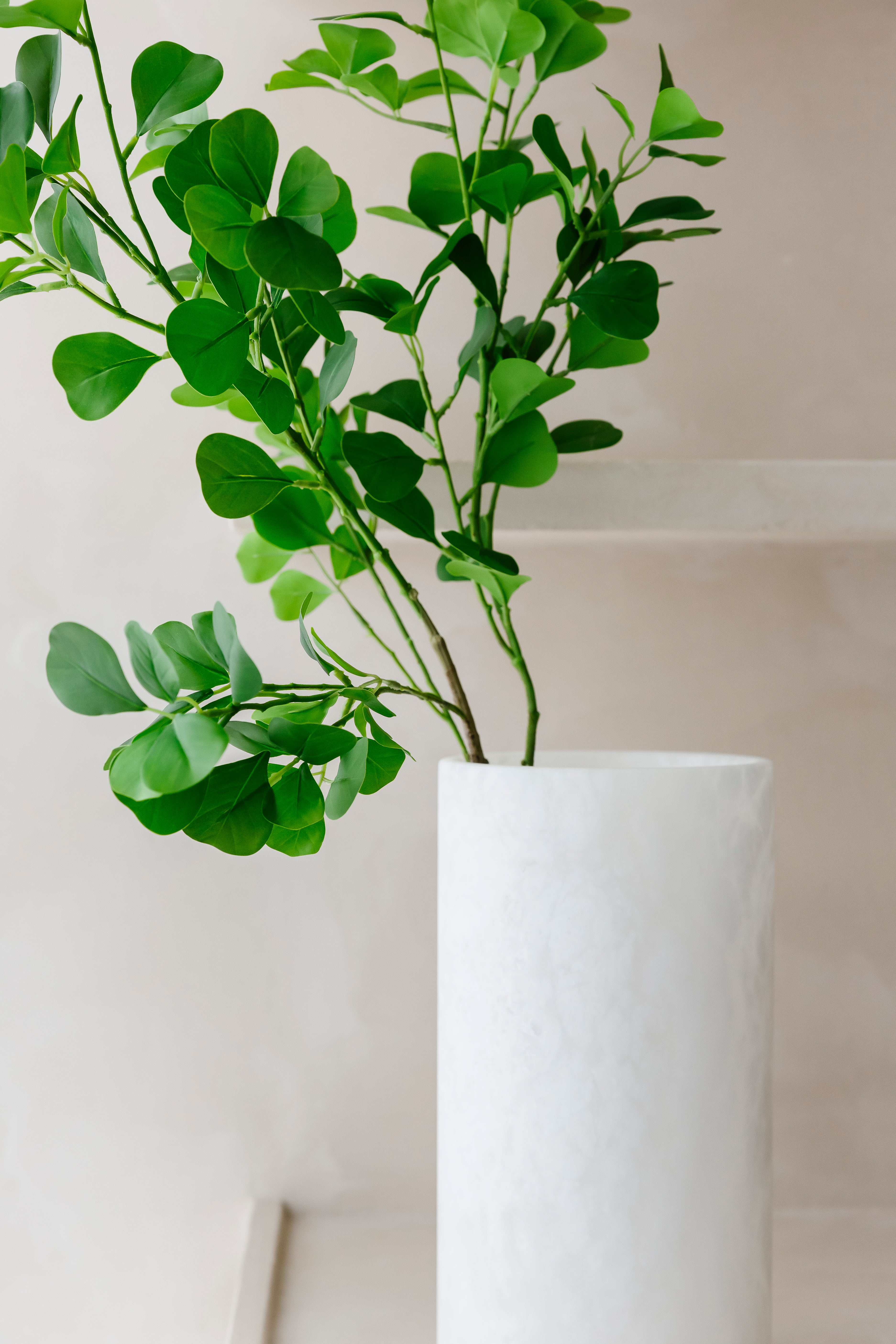 SCHEFFLERA TAK GROEN
