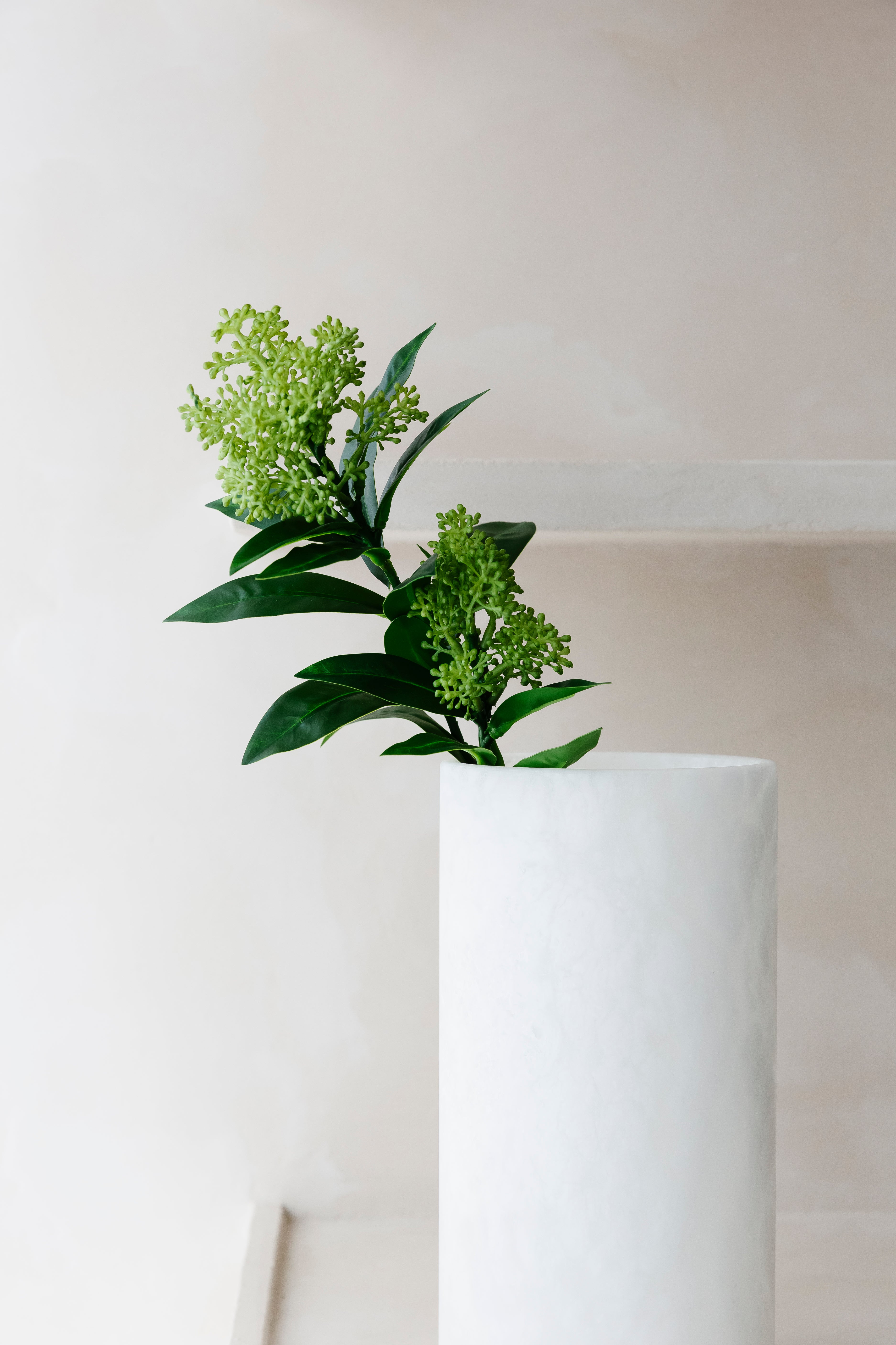 SKIMMIA - Tak