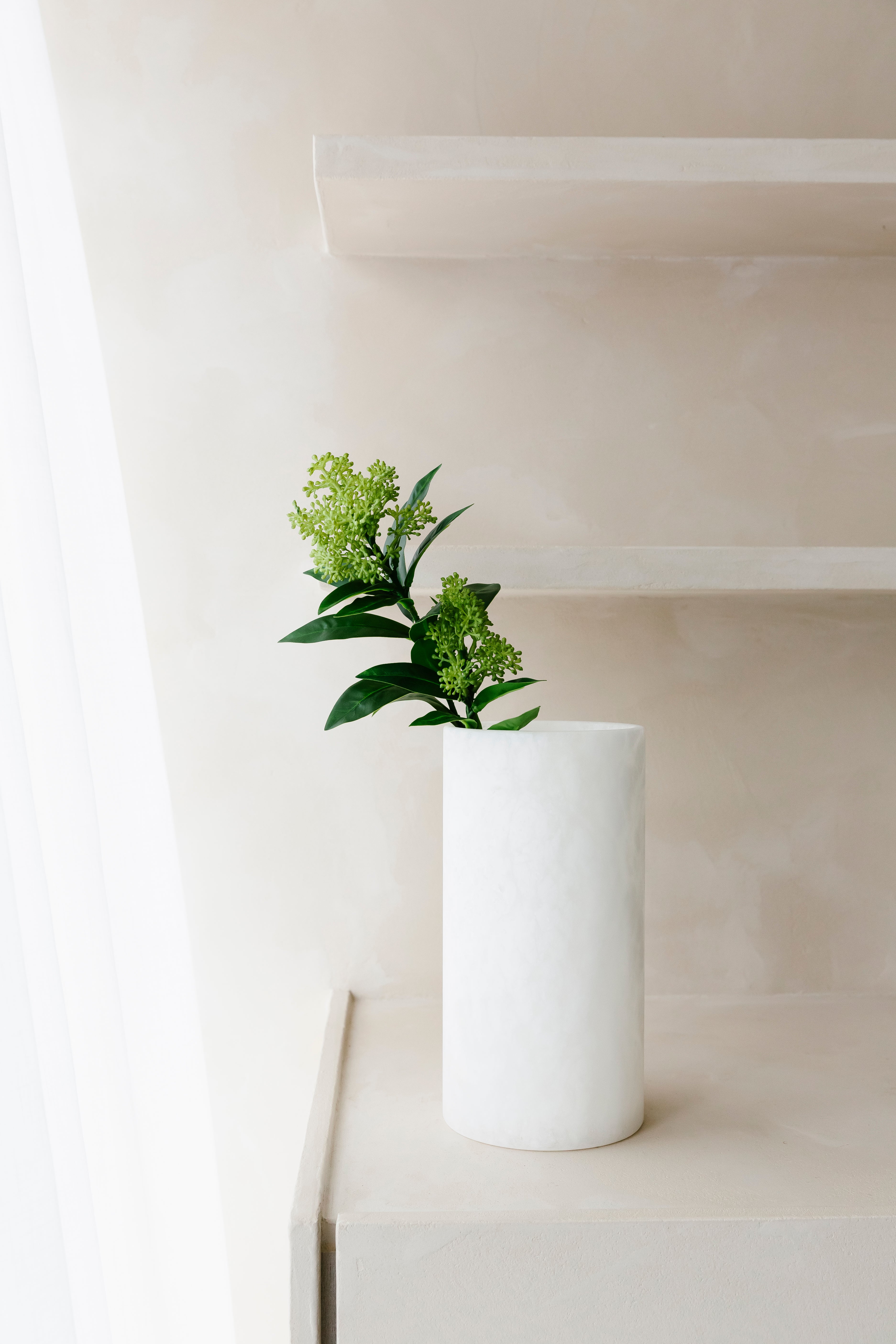 SKIMMIA - Tak