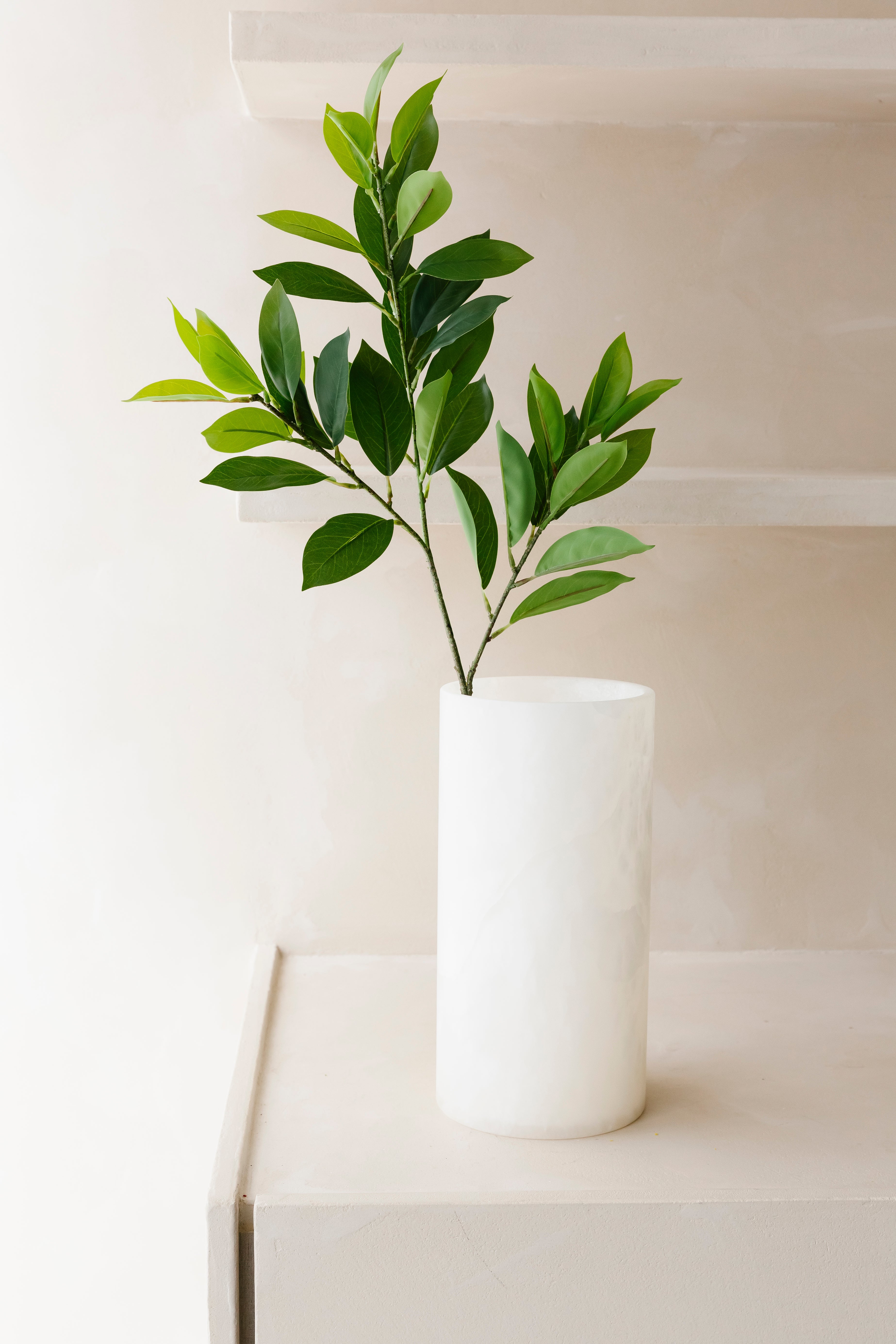 RUSCUS BLAD - Tak