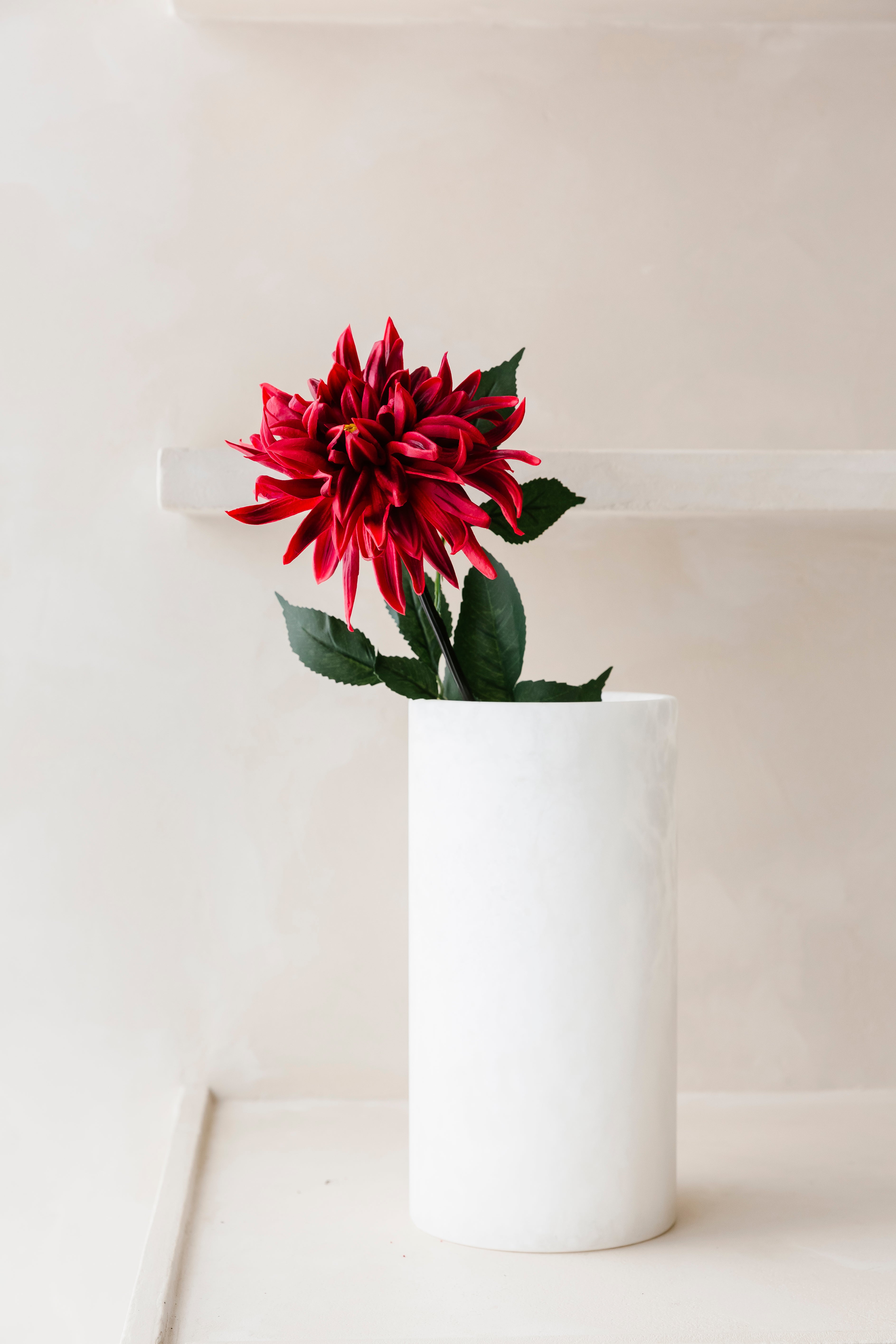 RODE CACTUS DAHLIA  - Bloem