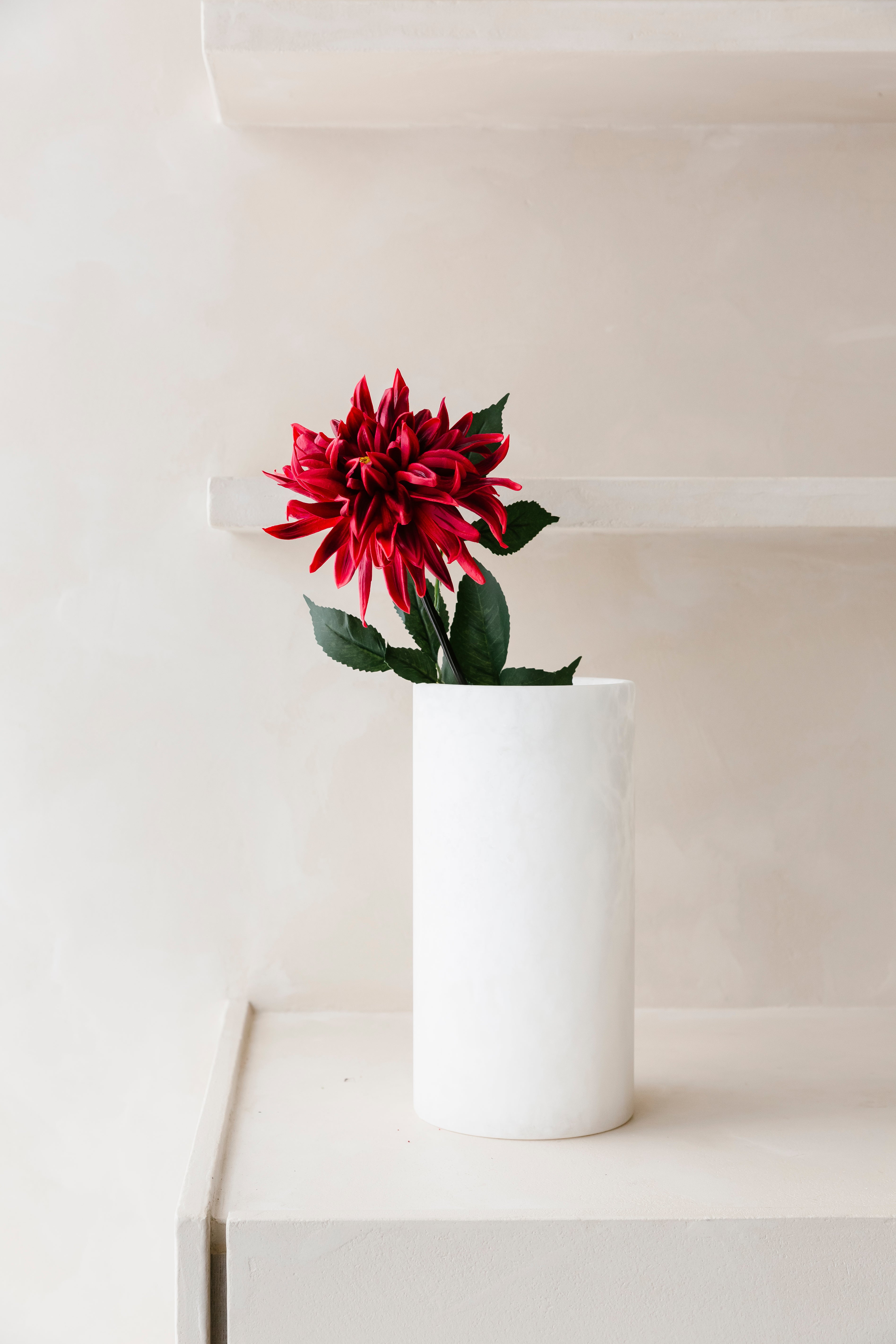 RODE CACTUS DAHLIA  - Bloem