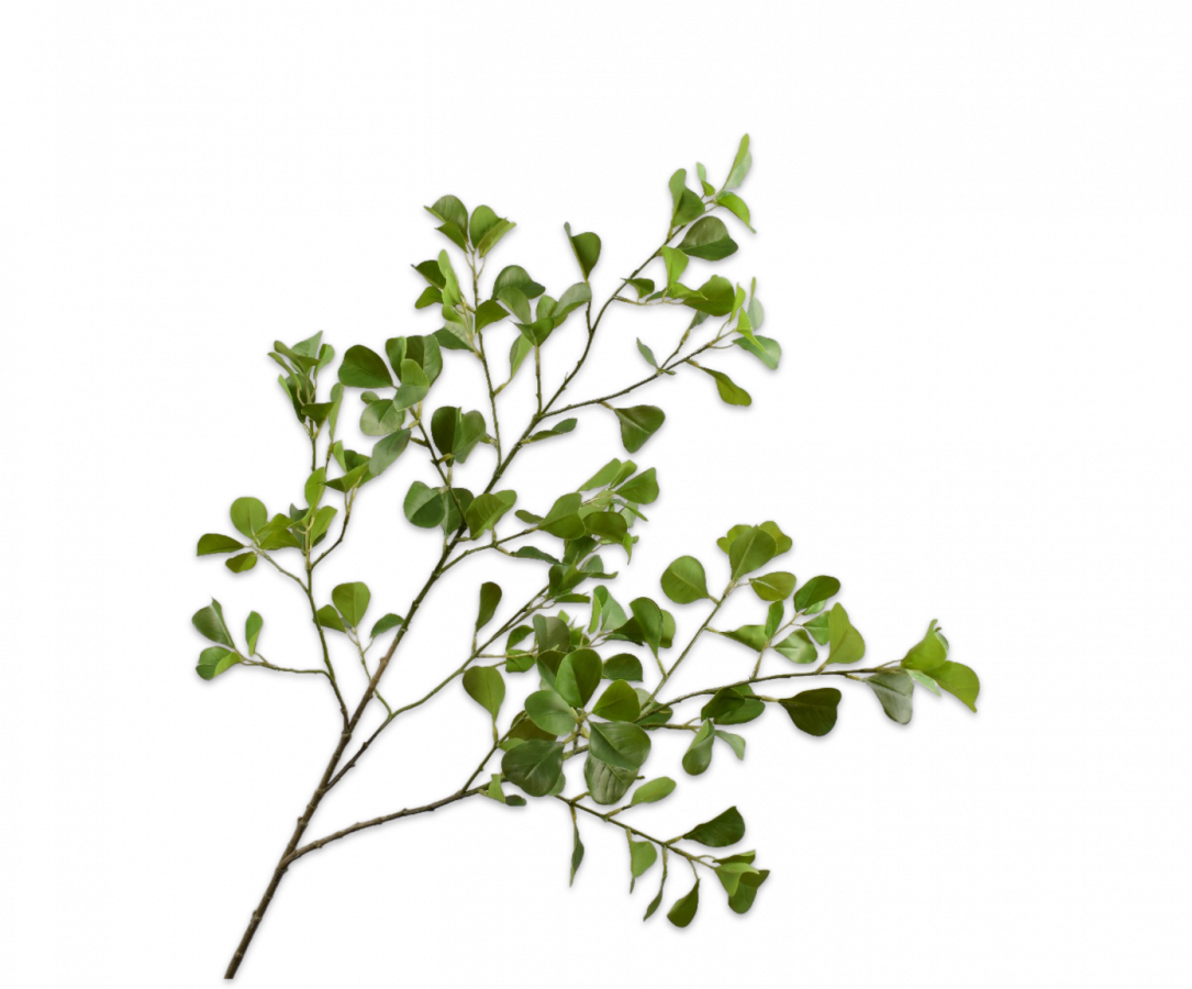 SCHEFFLERA TAK GROEN