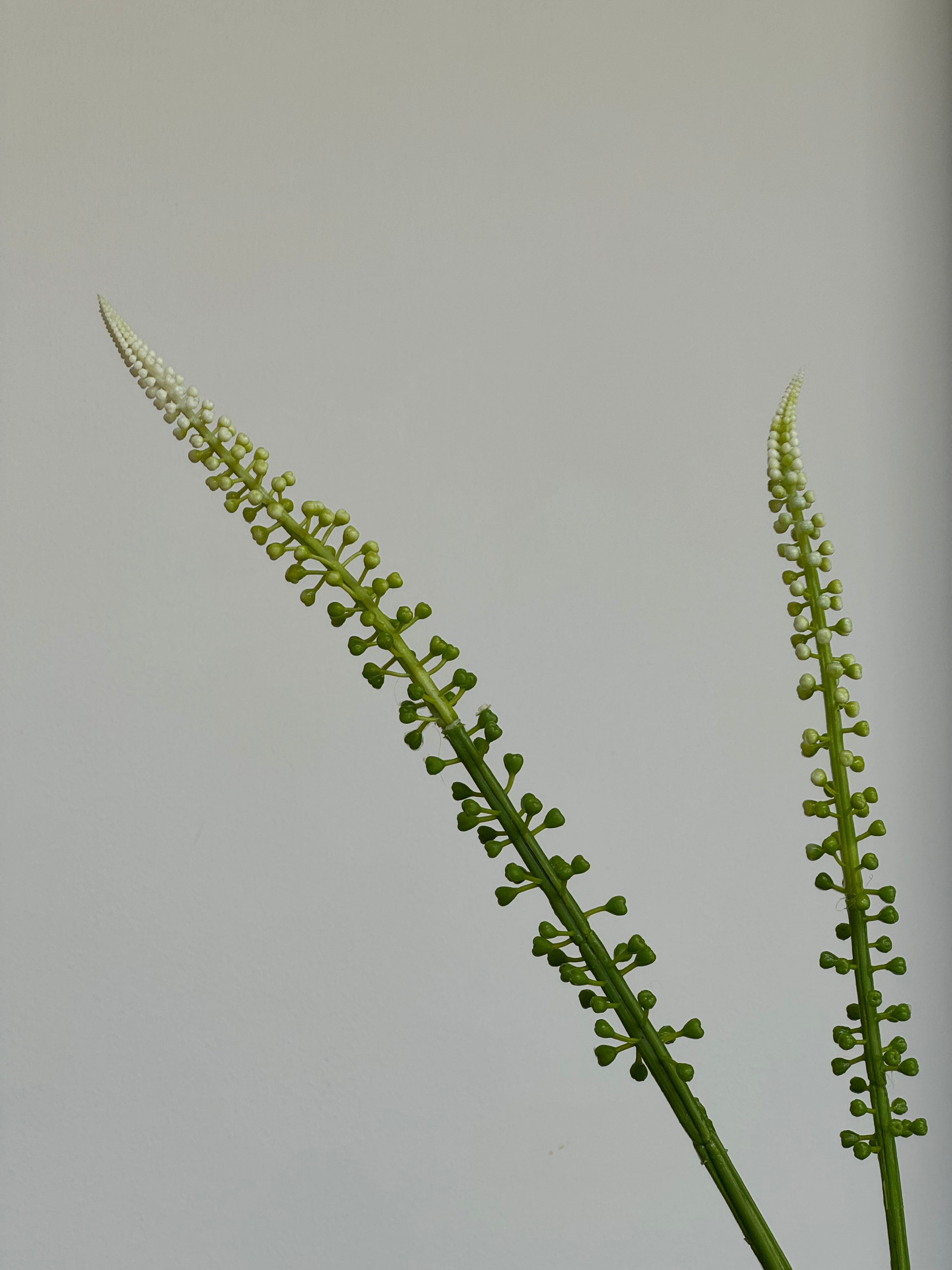 detail-witte-actaea-racemosa-zijden-bloem