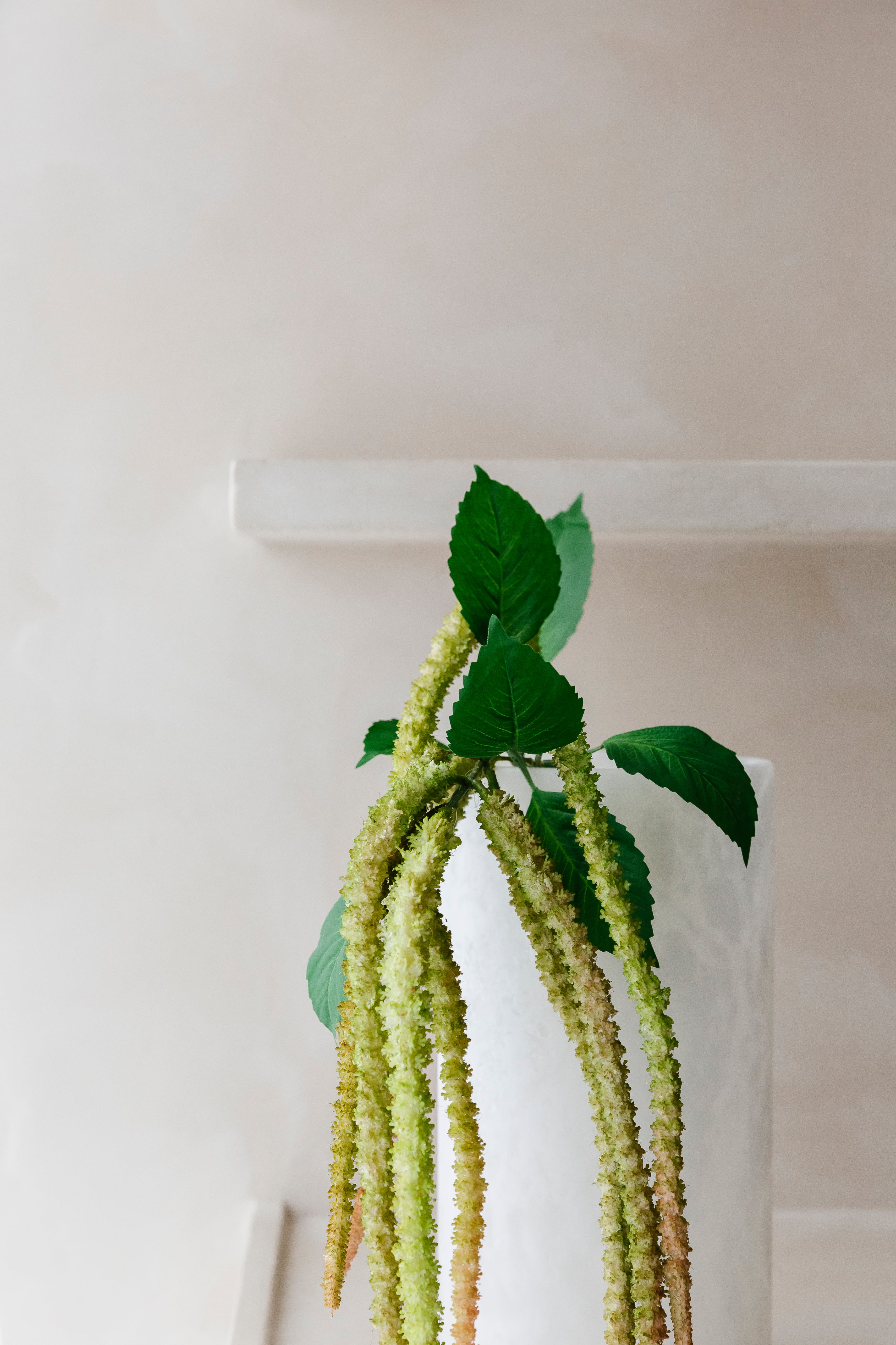AMARANTHUS - Tak