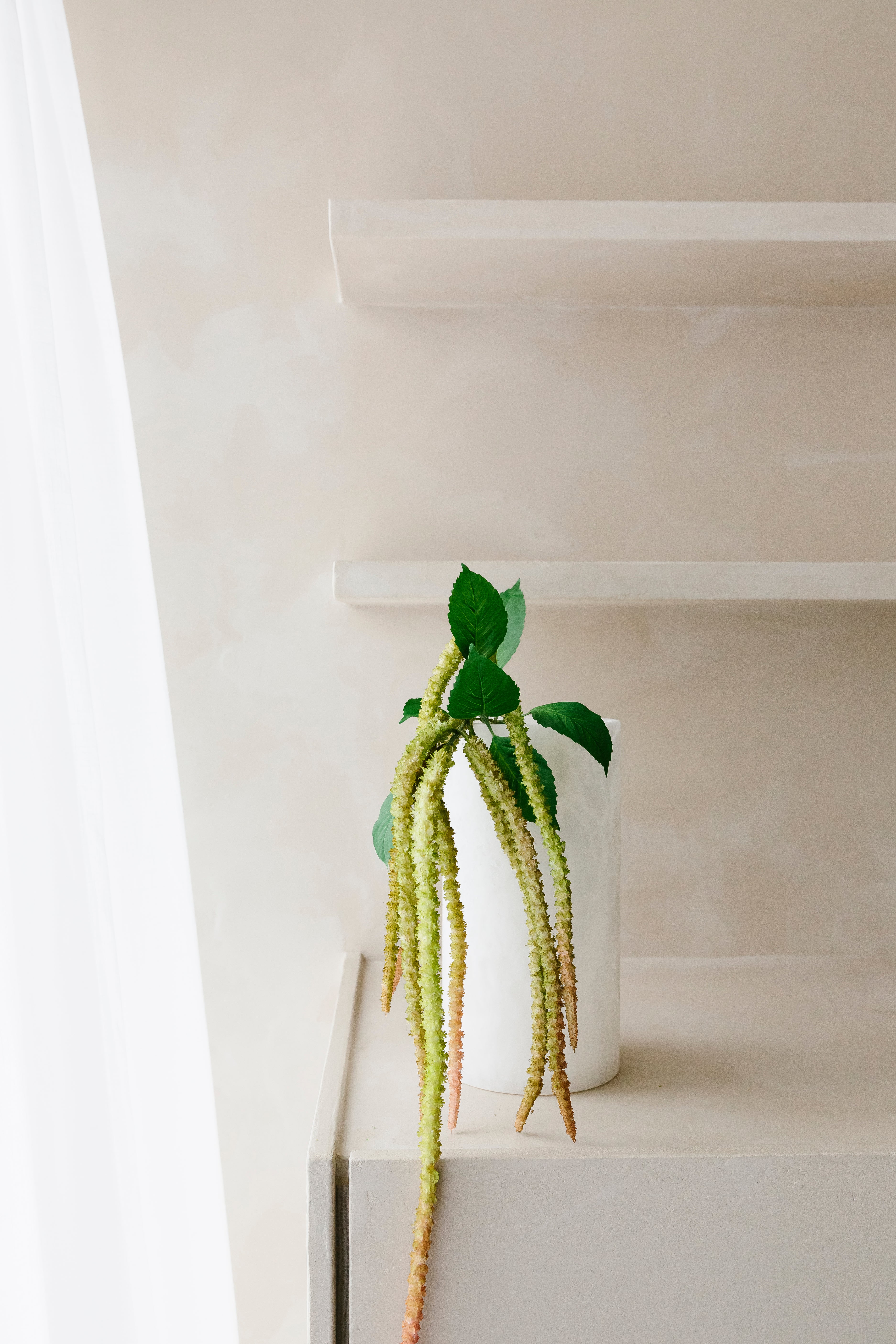 AMARANTHUS - Tak