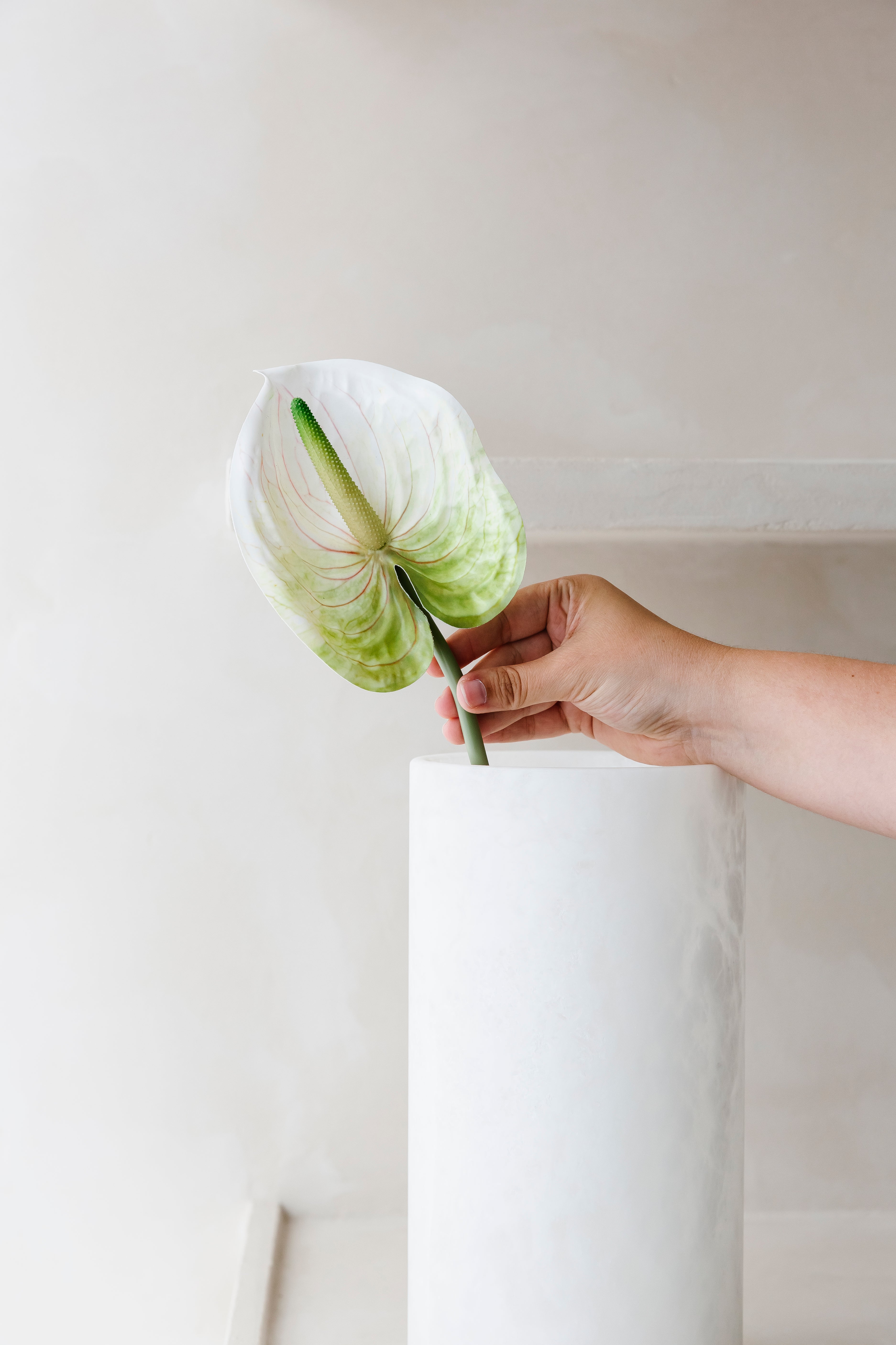 ANTHURIUM - Bloem
