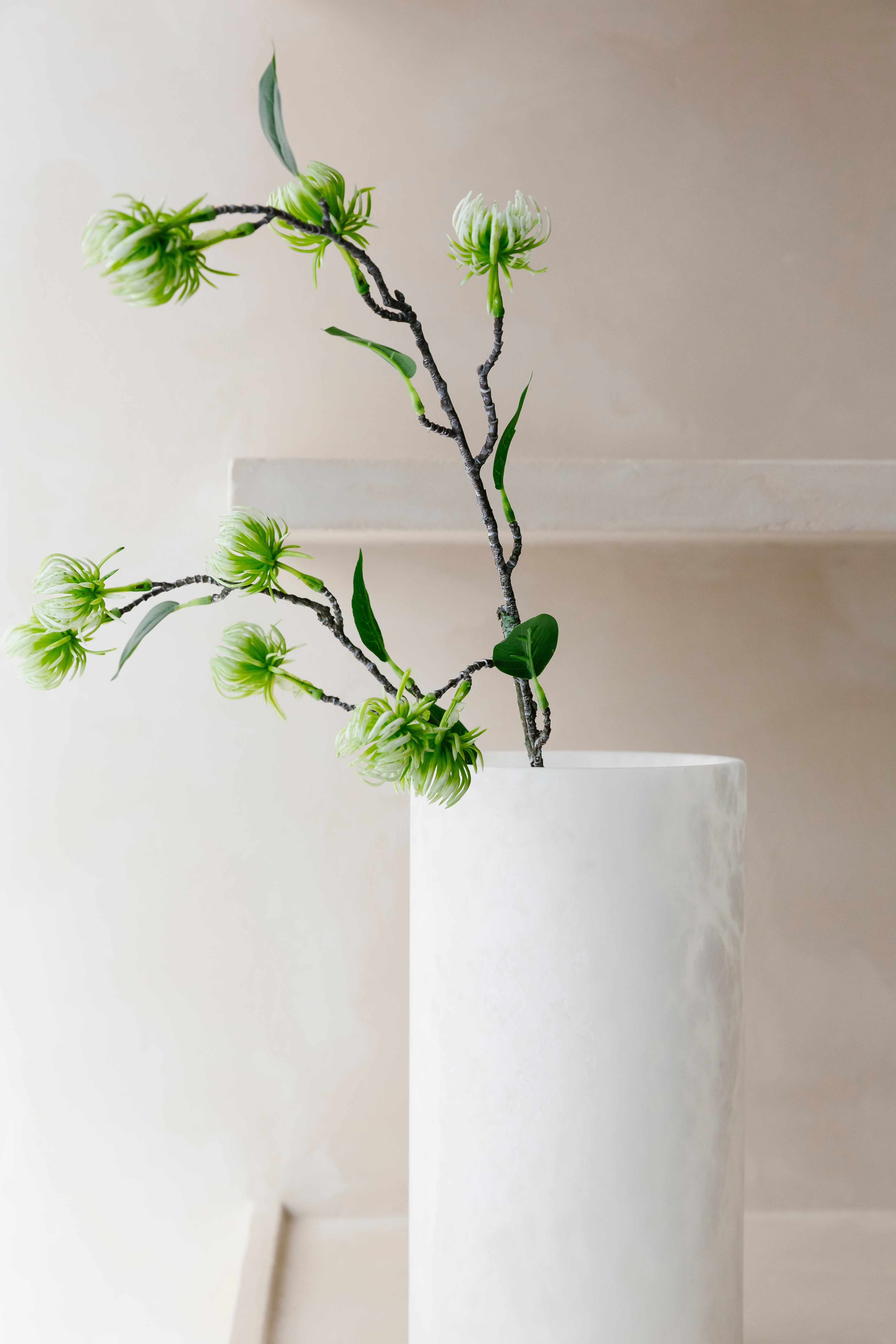 GROENE HAMAMELIS - Tak