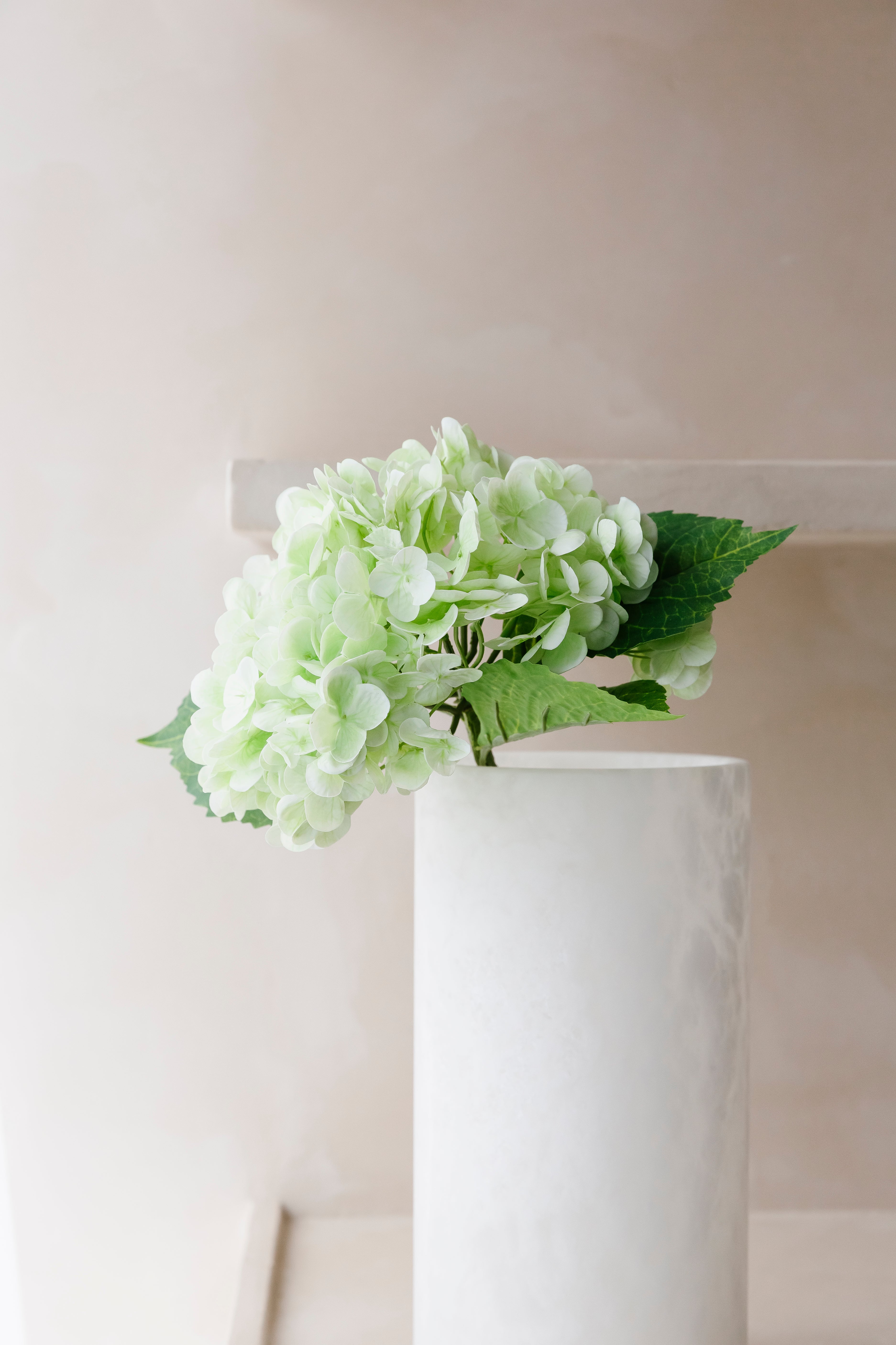HORTENSIA - Bloem