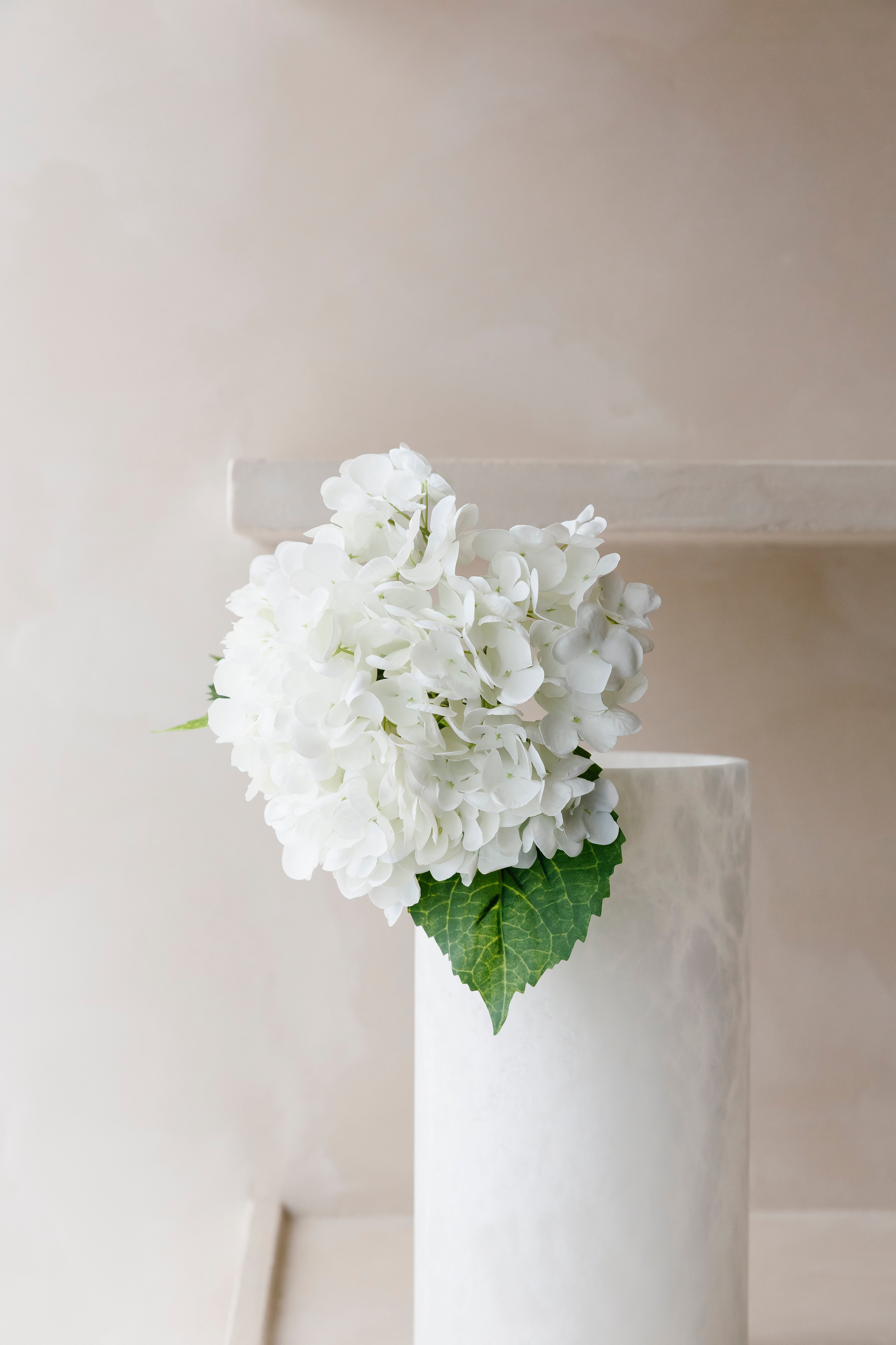 HORTENSIA - Bloem